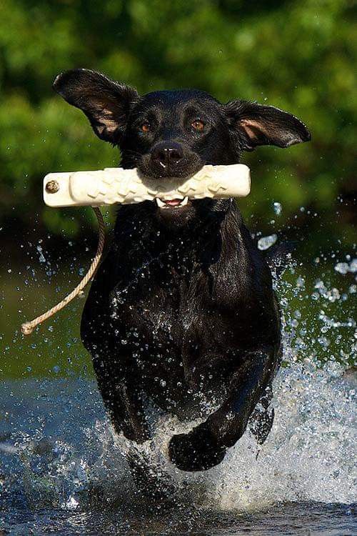 Black Labrador retriever jumping through water carrying a white training bumper.