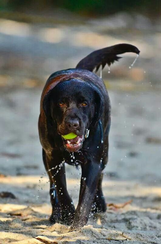 Wet black Labrador retriever carrying a green tennis ball on a sandy beach.