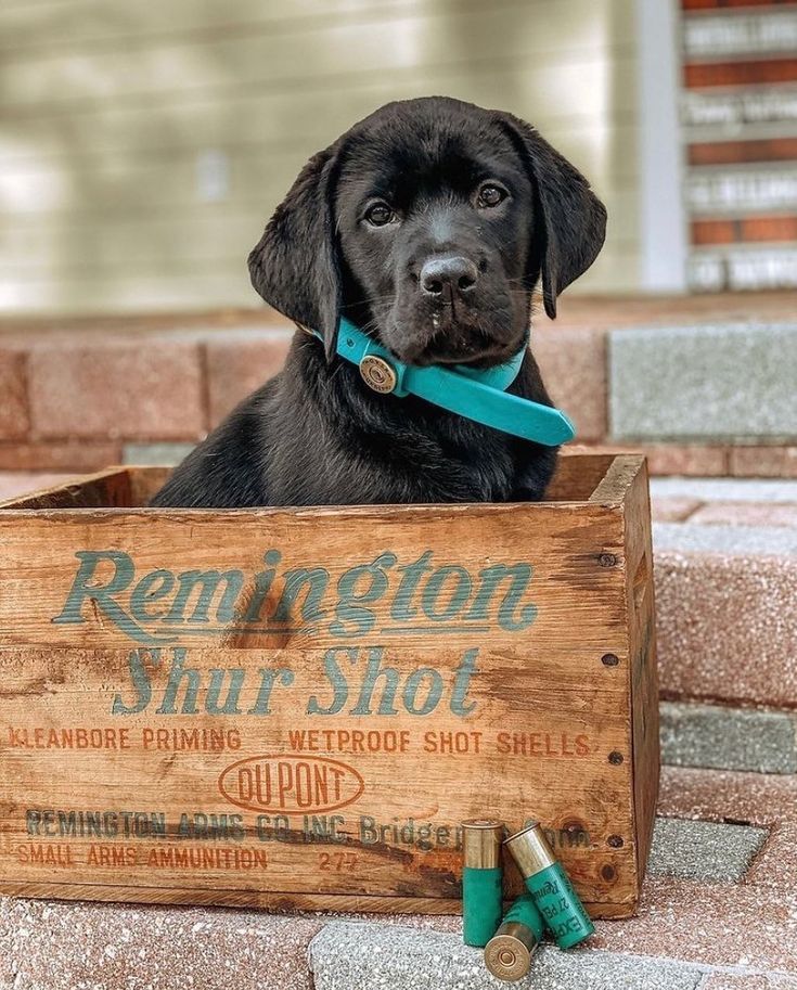 Black Labrador retriever puppy sitting in a vintage Remington wooden crate.
