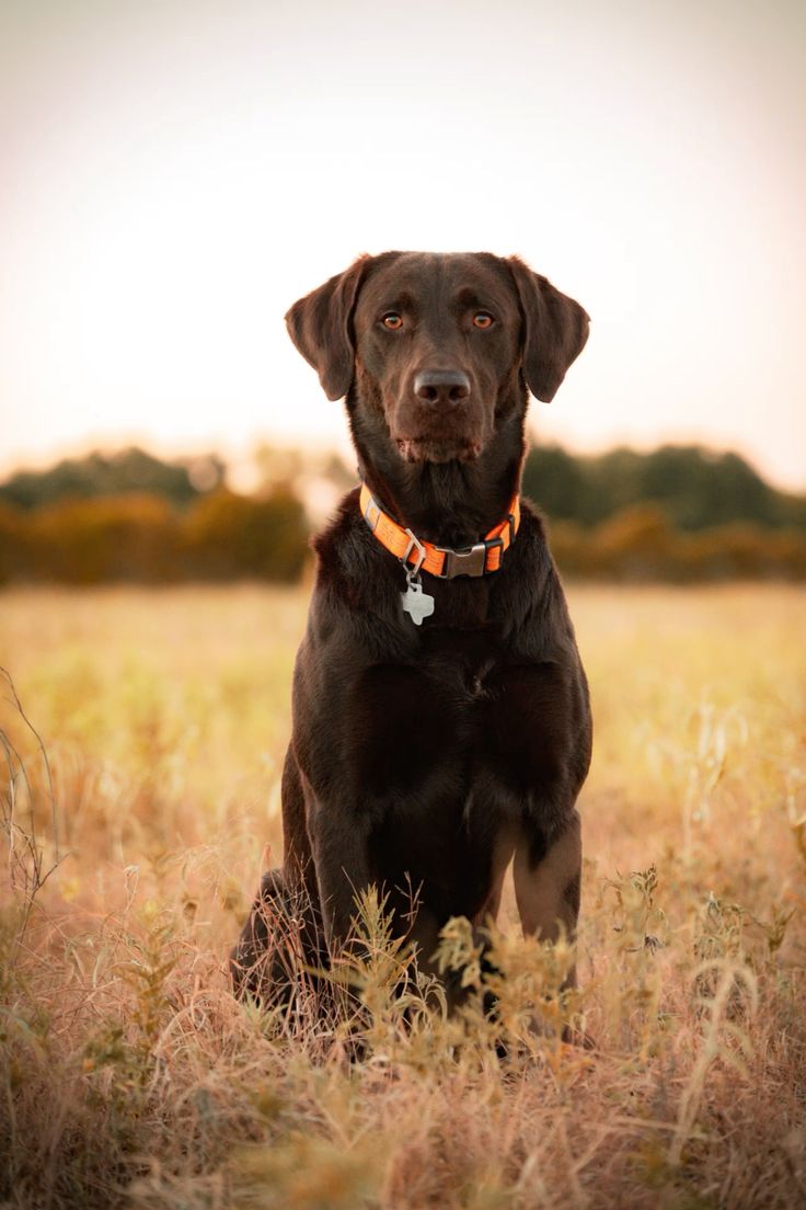 Chocolate Labrador retriever sitting in a grassy field at sunset, wearing an orange collar.