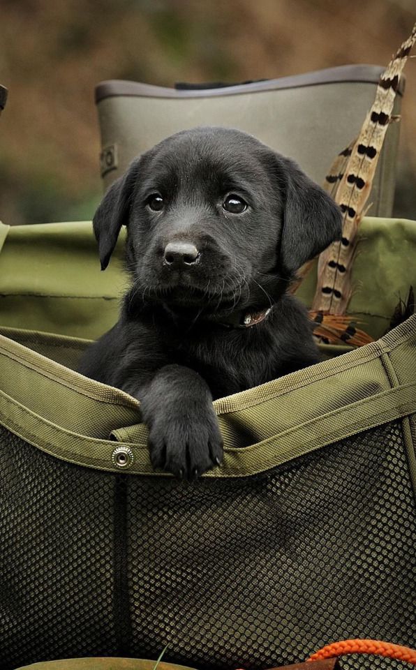 Adorable black Labrador retriever puppy peeking out from a green hunting bag.