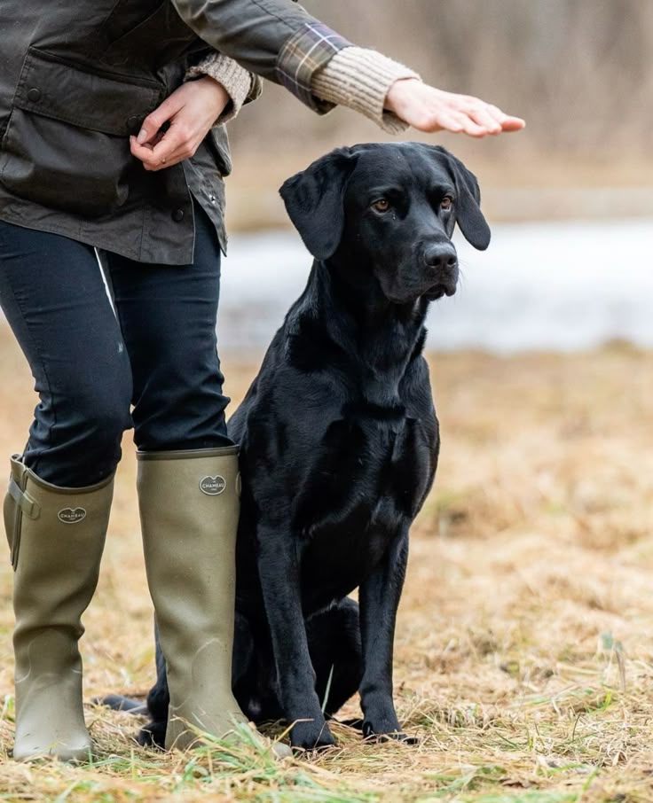 Black Labrador retriever sitting attentively next to owner during field training.