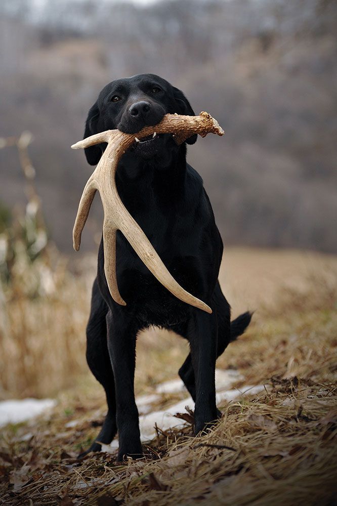 Black Labrador retriever holding a large antler in its mouth during outdoor adventure.