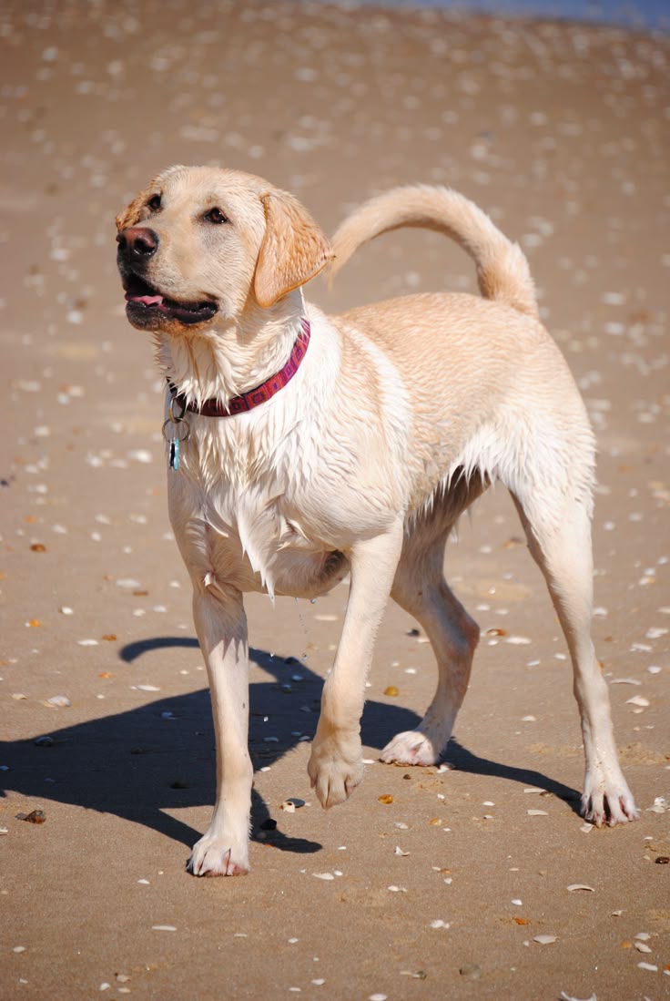 Wet Labrador Retriever standing on a sandy beach looking attentive