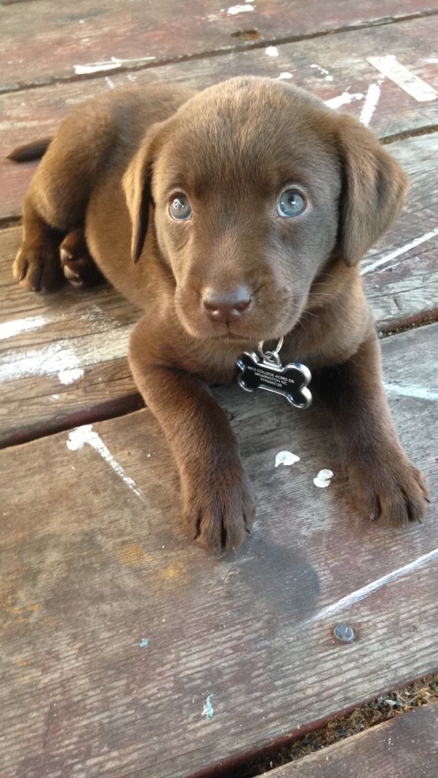 Chocolate Labrador retriever puppy lying on a wooden deck with a curious expression.