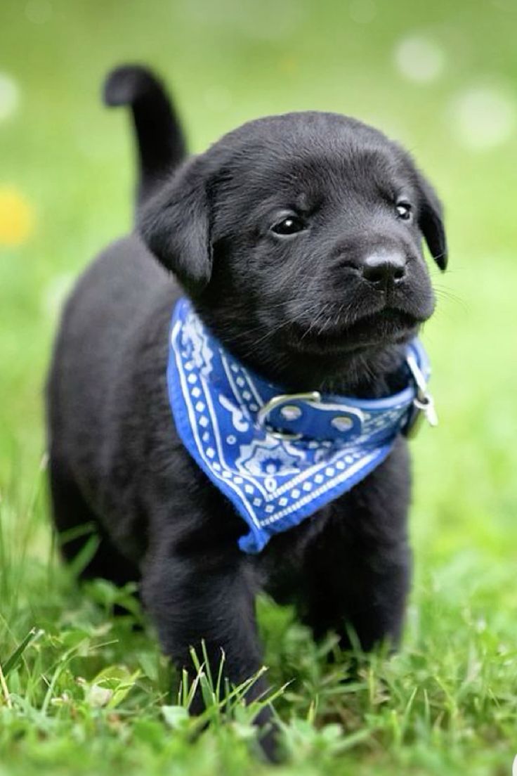 Black Labrador Retriever puppy wearing a blue bandana, standing on green grass.