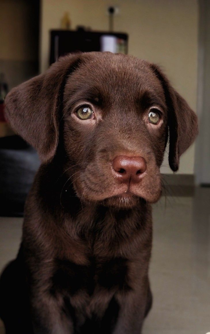 Chocolate Labrador Retriever puppy with green eyes, sitting indoors.