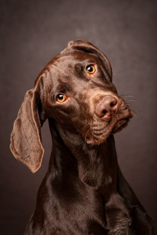 Chocolate Labrador Retriever tilting head in a studio portrait.