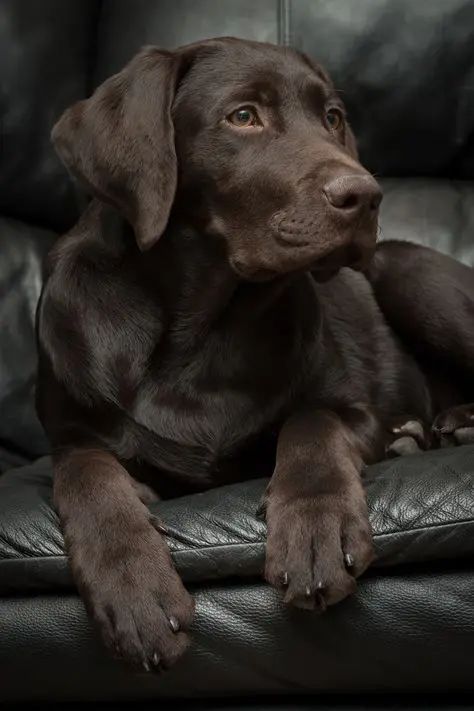 Chocolate Labrador Retriever relaxing on a black leather couch.