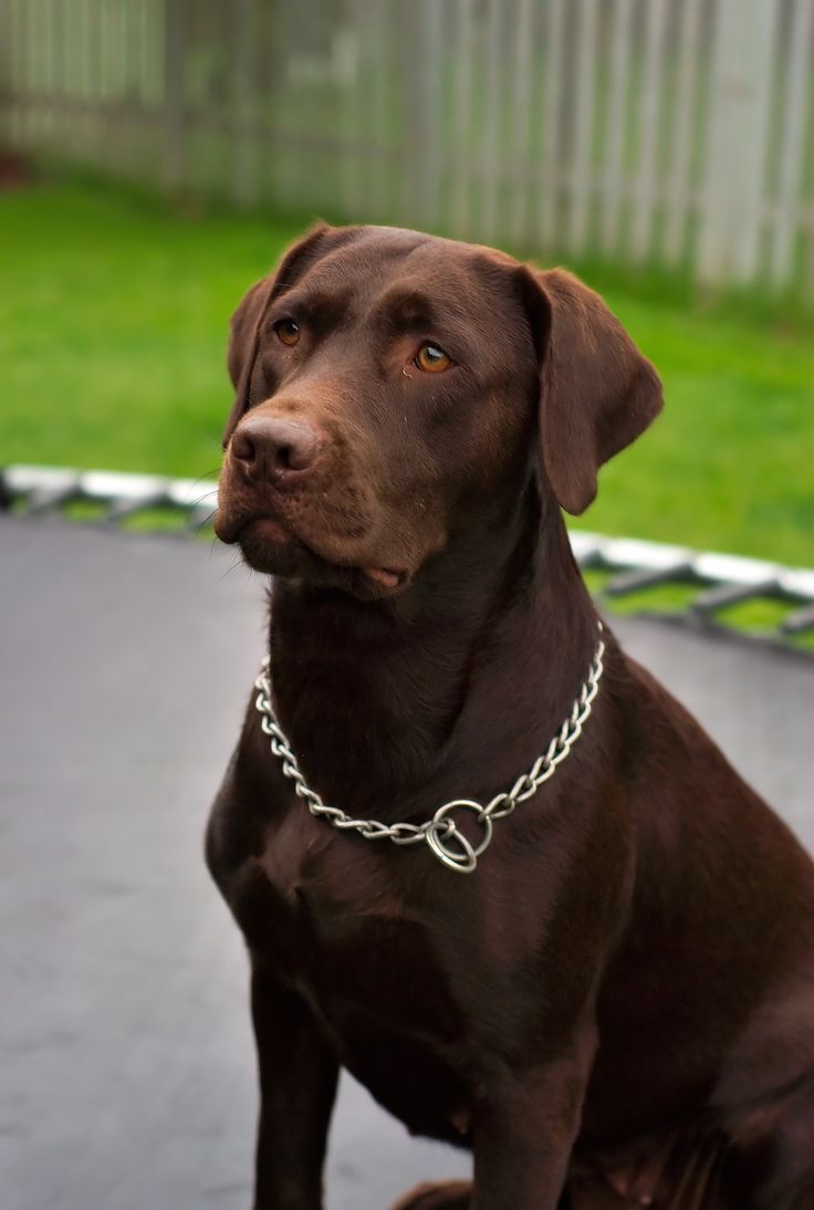 Chocolate Labrador Retriever sitting outdoors wearing a silver chain collar.