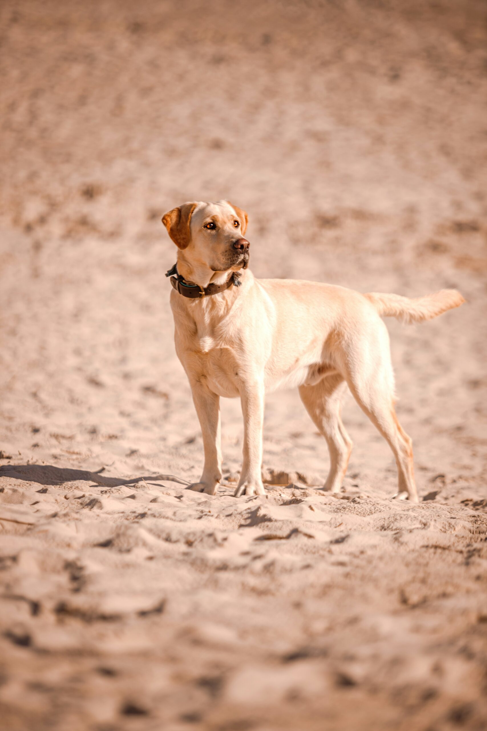 Yellow Labrador Retriever standing alert on a sandy beach.