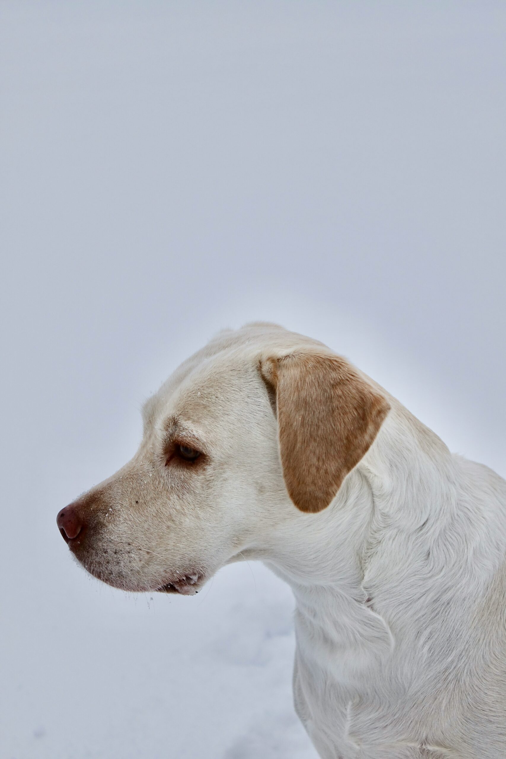 Yellow Labrador Retriever in profile view against a snowy background.