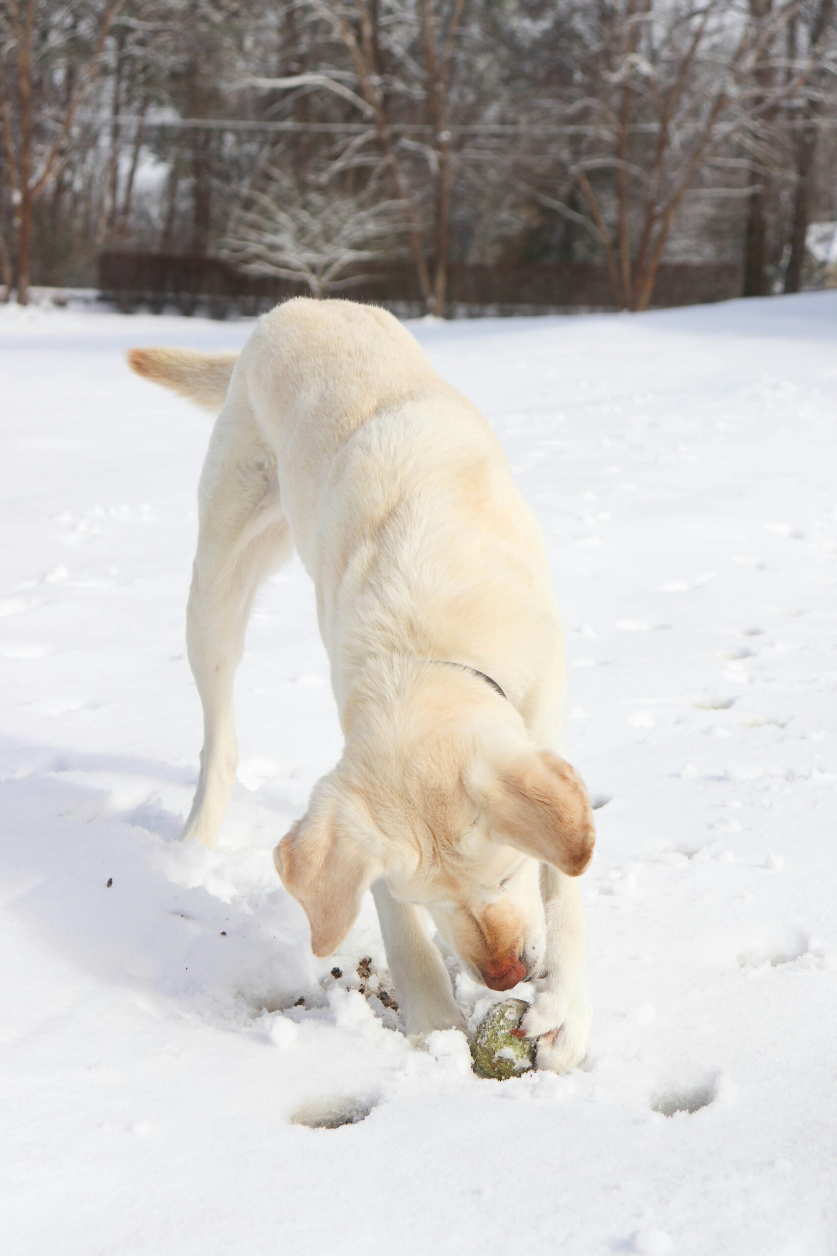 Yellow Labrador Retriever playing with a ball in the snow.