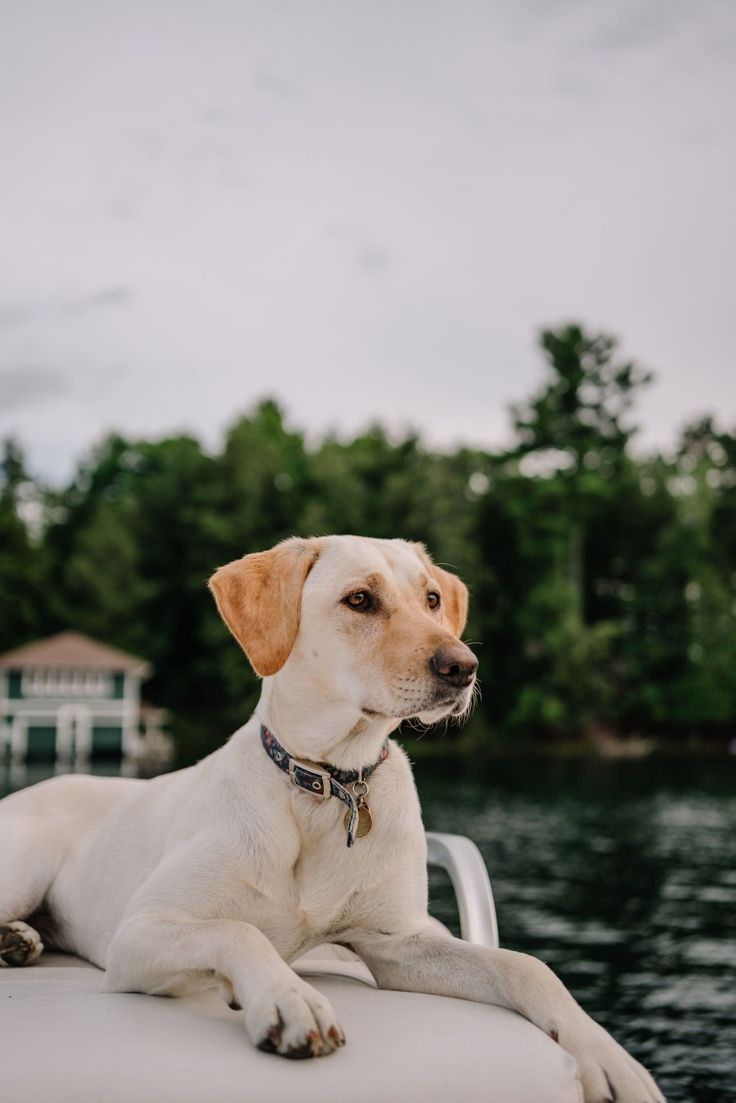 Labrador Retriever resting on a boat with a lake and trees in the background