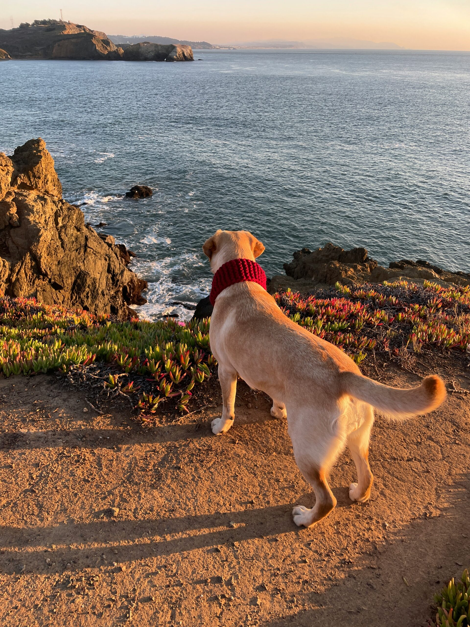 Yellow Labrador Retriever wearing a red scarf, overlooking the ocean from a cliff.