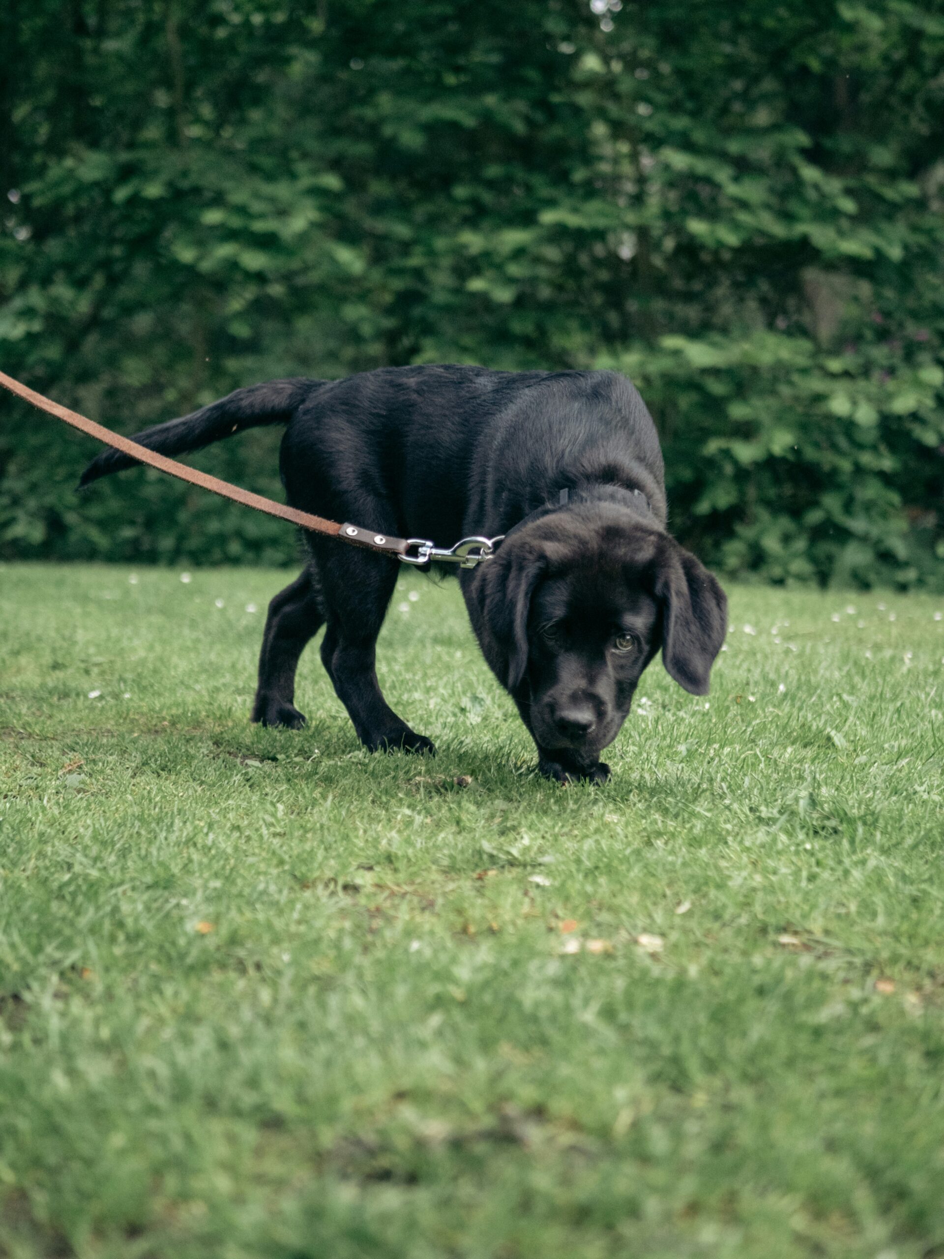 Black Labrador Retriever puppy sniffing grass while on a leash in a green park.