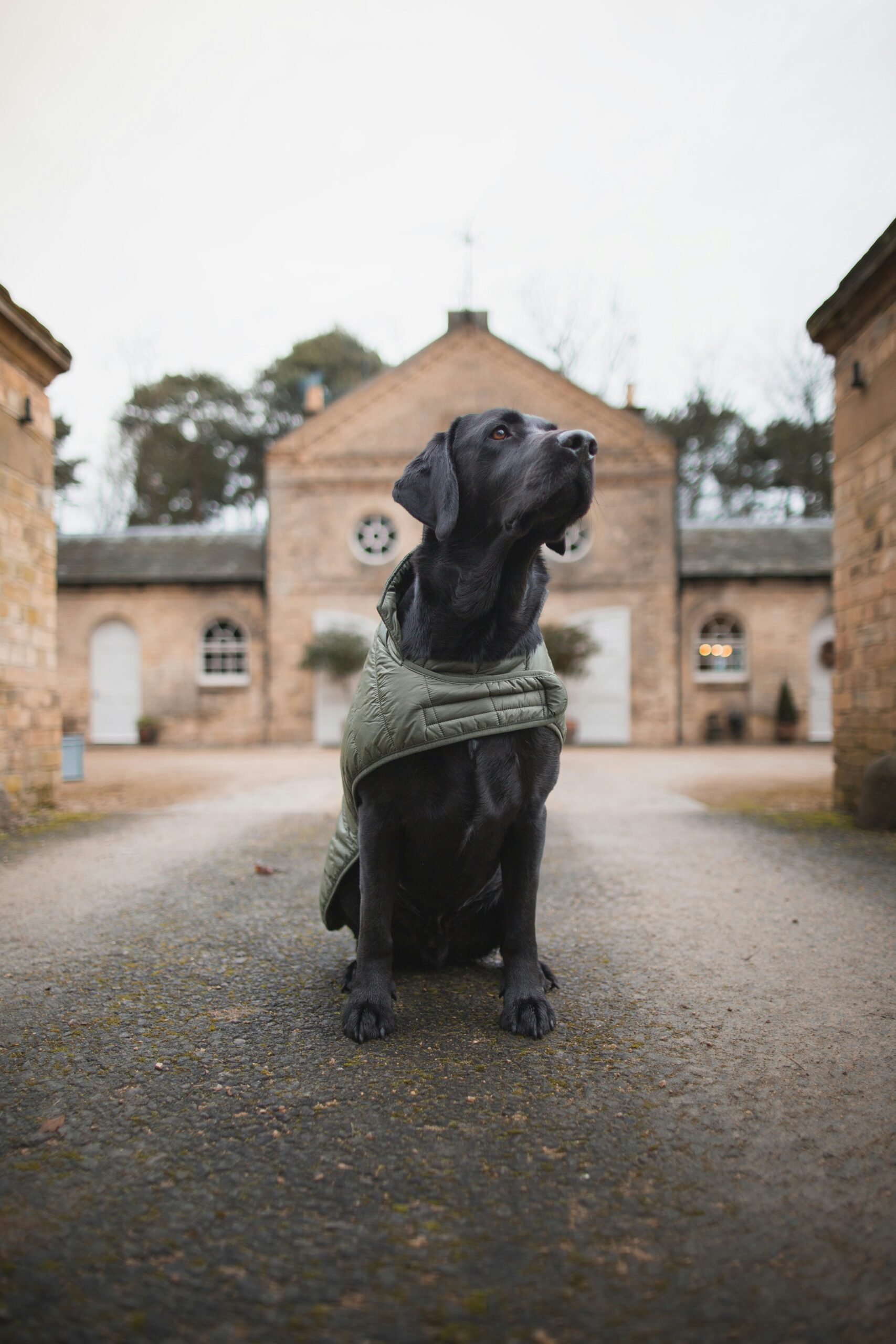 Black Labrador Retriever sitting proudly wearing a green jacket in front of a historic building.