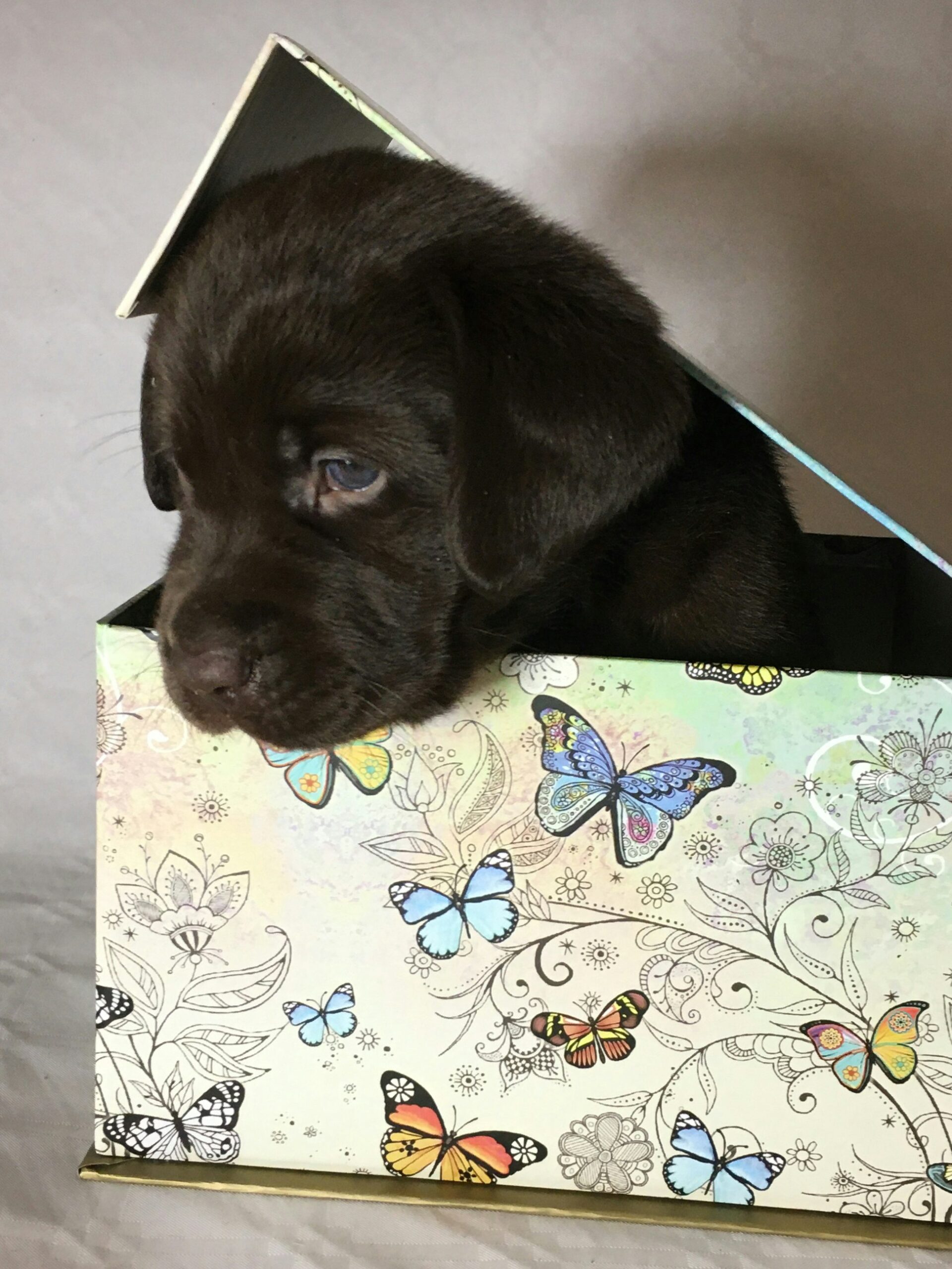 Chocolate Labrador Retriever puppy peeking out from a colorful butterfly-patterned gift box.
