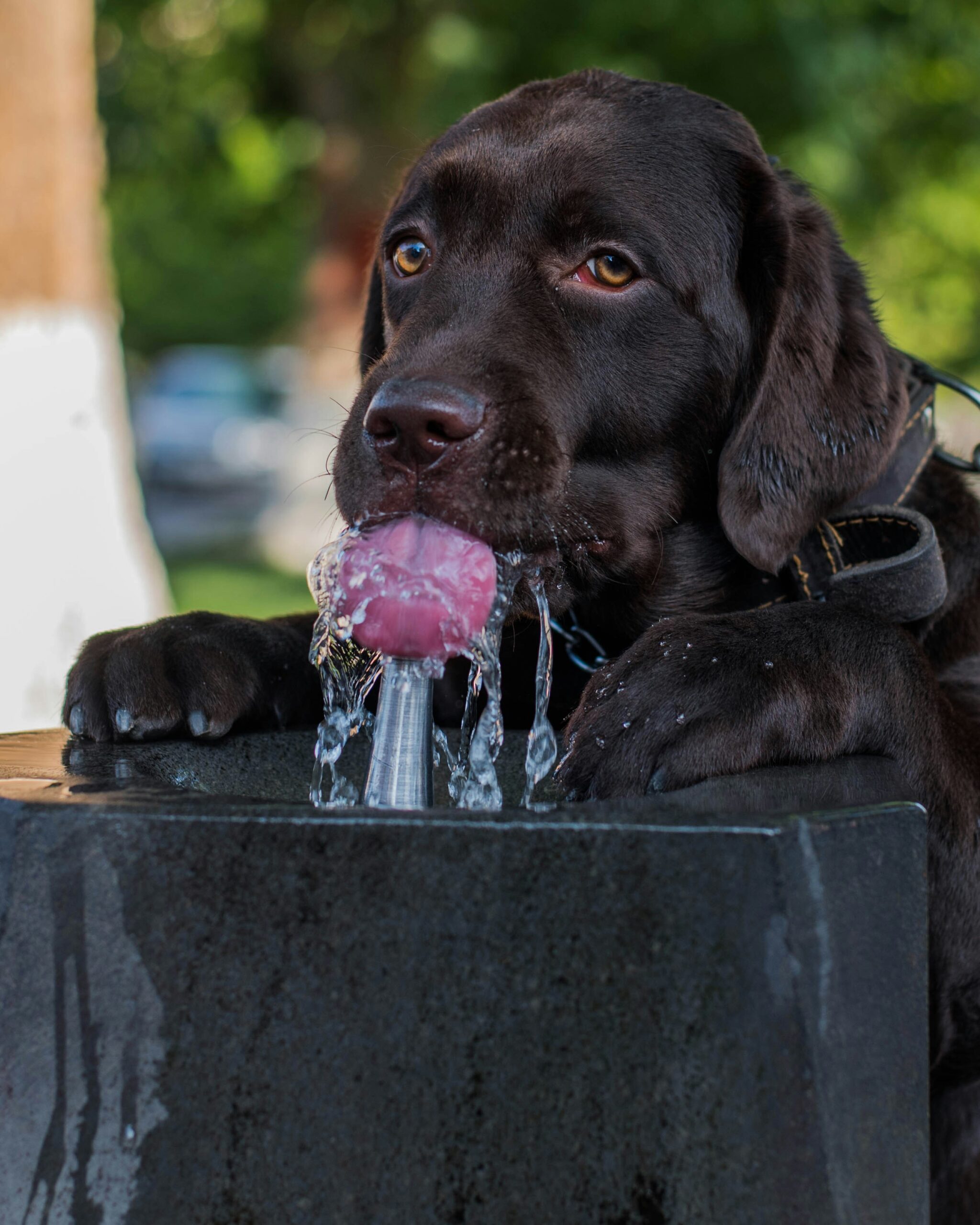Chocolate Labrador Retriever drinking water from a fountain, tongue out and paws resting on the basin.