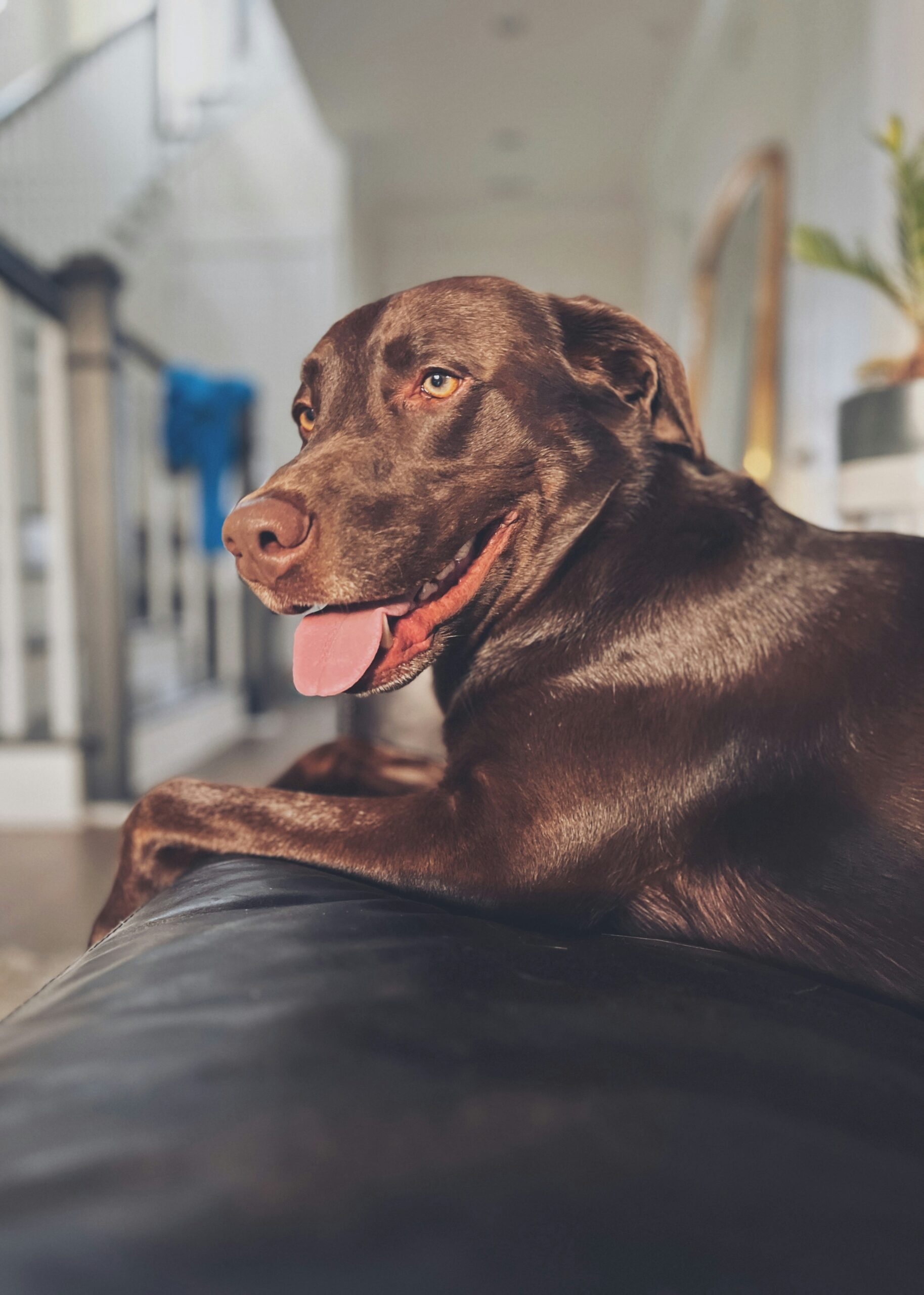 Chocolate Labrador Retriever lying comfortably on a sofa, tongue out and looking happy indoors.
