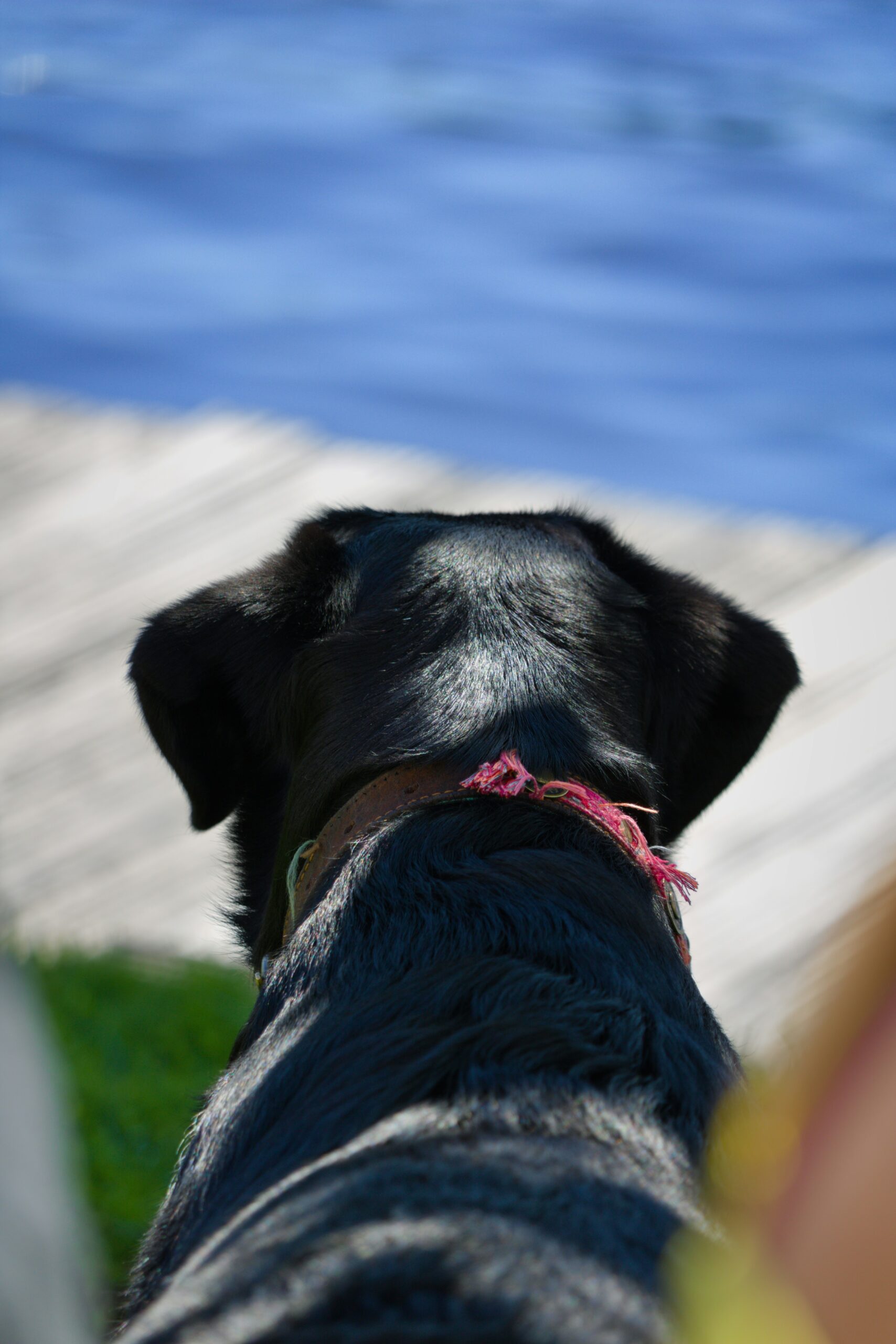 Black Labrador Retriever seen from behind, gazing over a blue water surface.