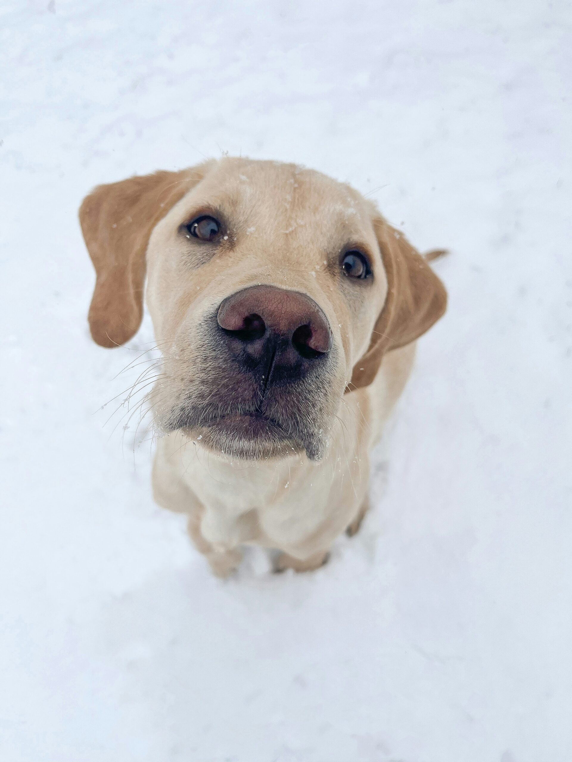 Yellow Labrador Retriever puppy sitting on snow, looking up with a curious expression.