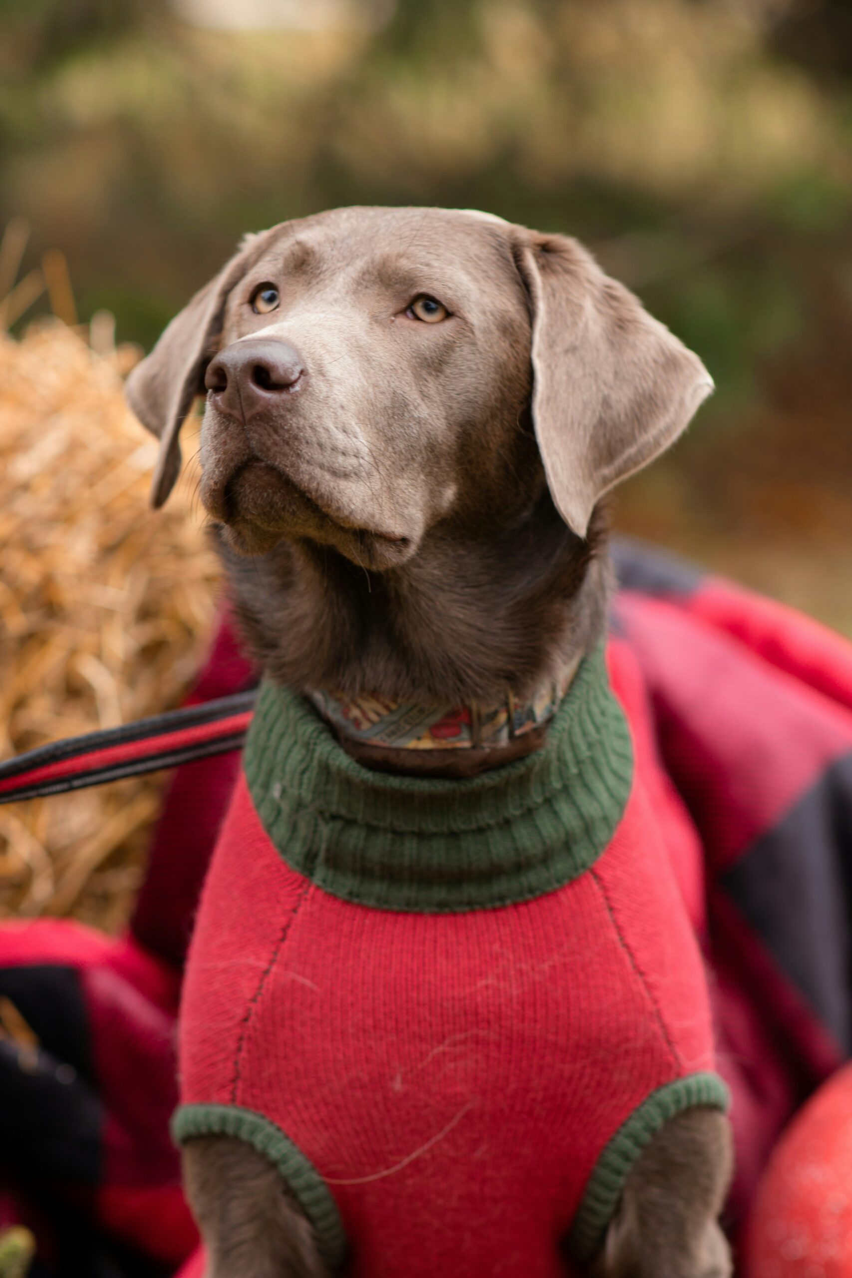 Silver Labrador Retriever wearing a red and green sweater, sitting outdoors in a rustic setting.