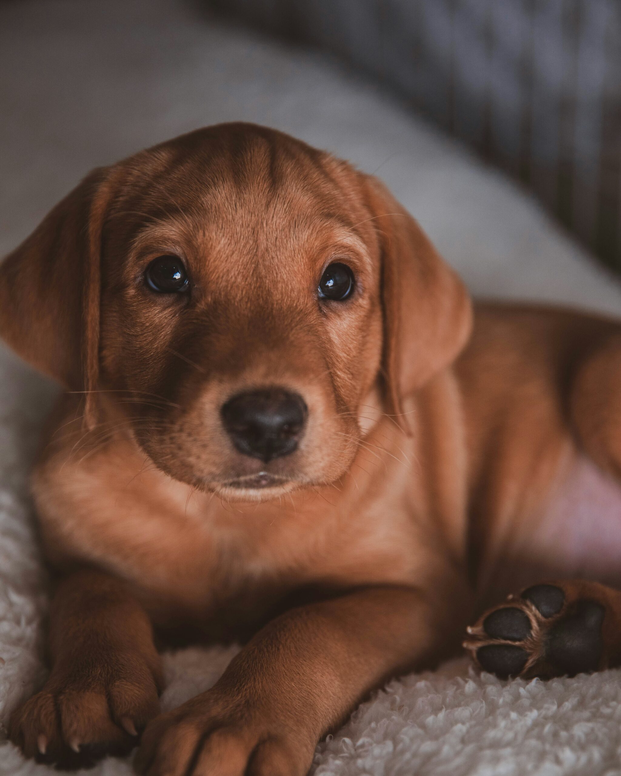 Fox Red Labrador Retriever puppy lying on a fluffy white bed, looking directly at the camera.