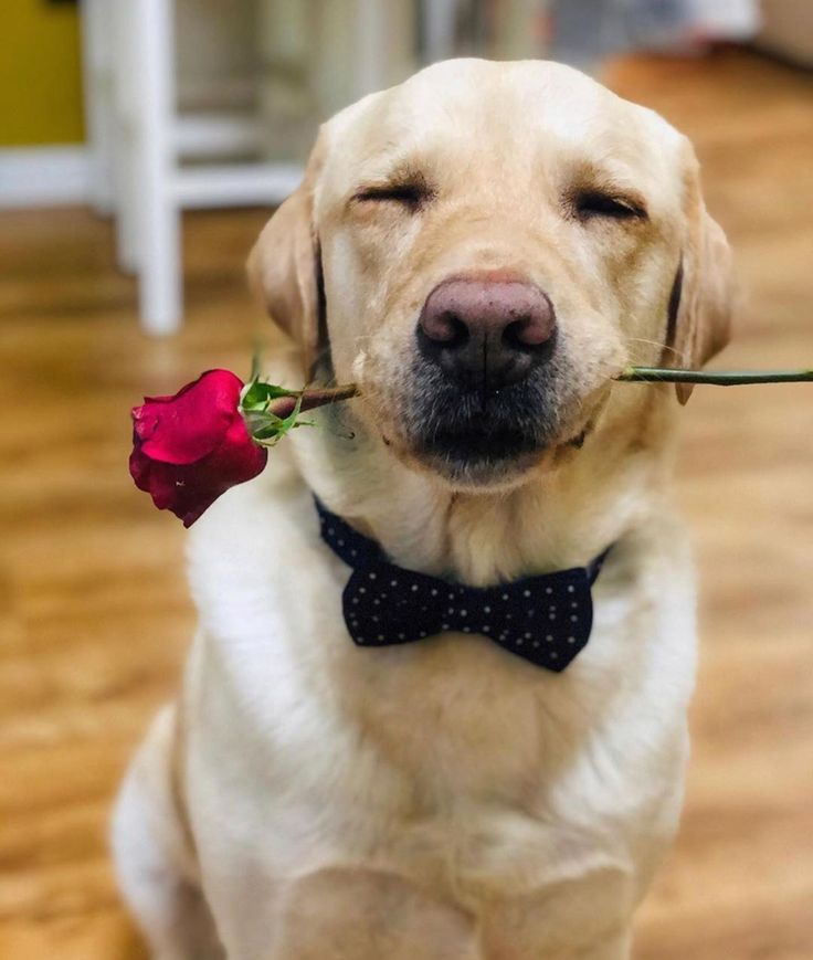 Labrador Retriever with a red rose in mouth and wearing a bow tie indoors