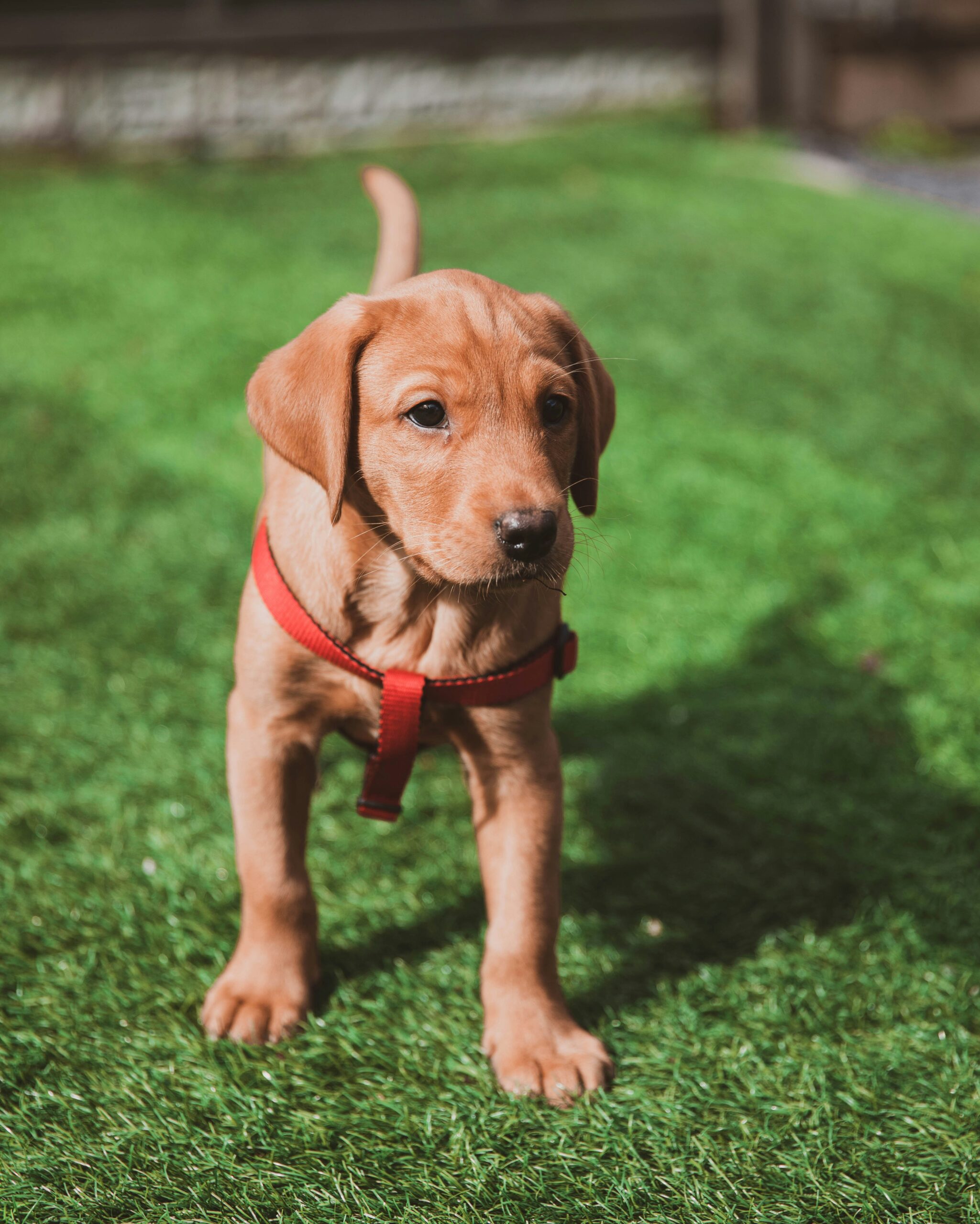 Fox Red Labrador Retriever puppy standing alert on a green lawn with a red harness.