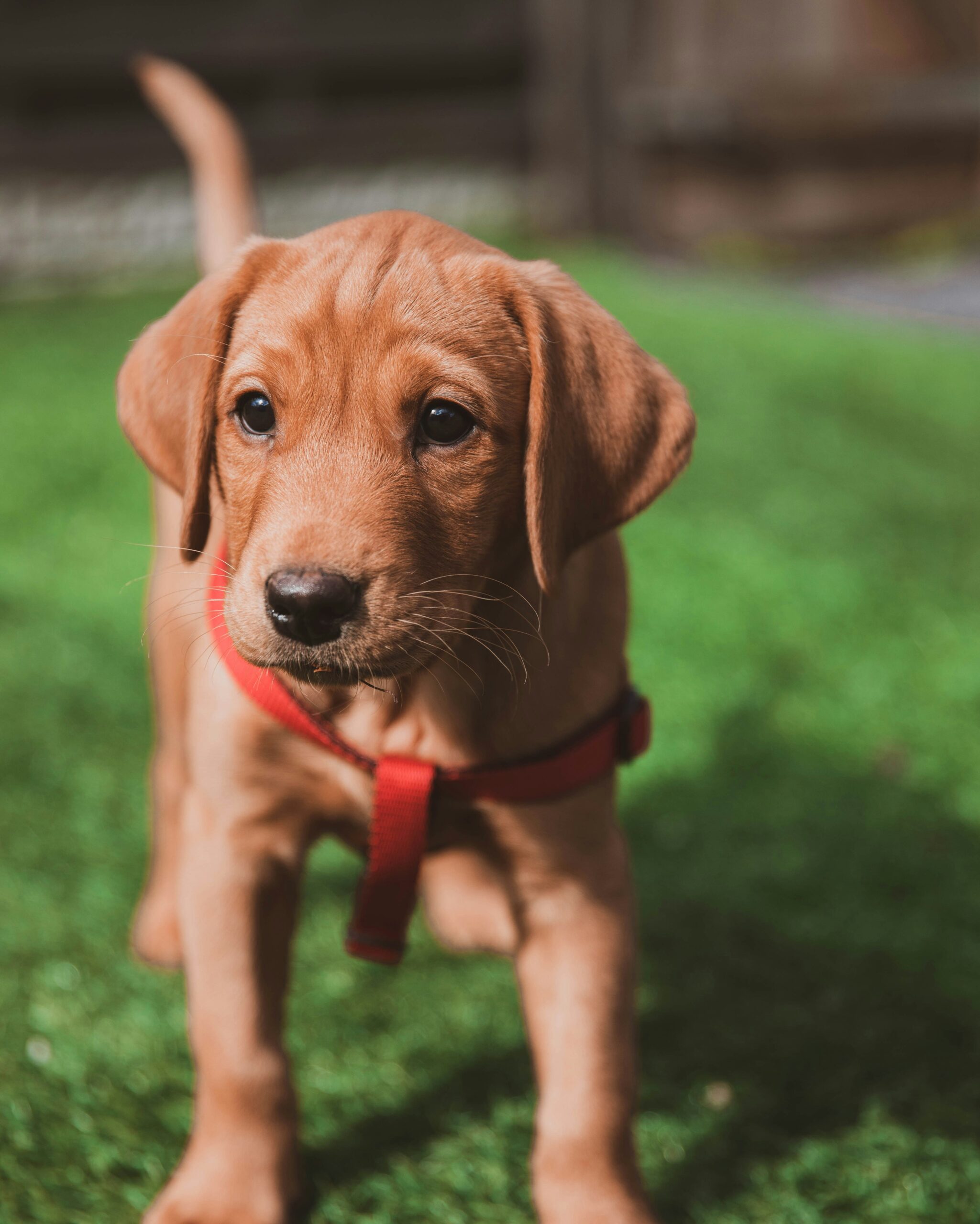 Adorable red Labrador Retriever puppy wearing a red harness standing on green grass.