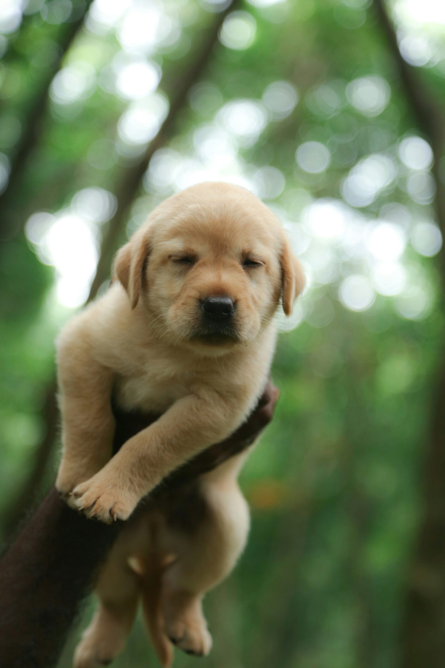 Cute yellow Labrador Retriever puppy being held up outdoors with blurred green trees background.