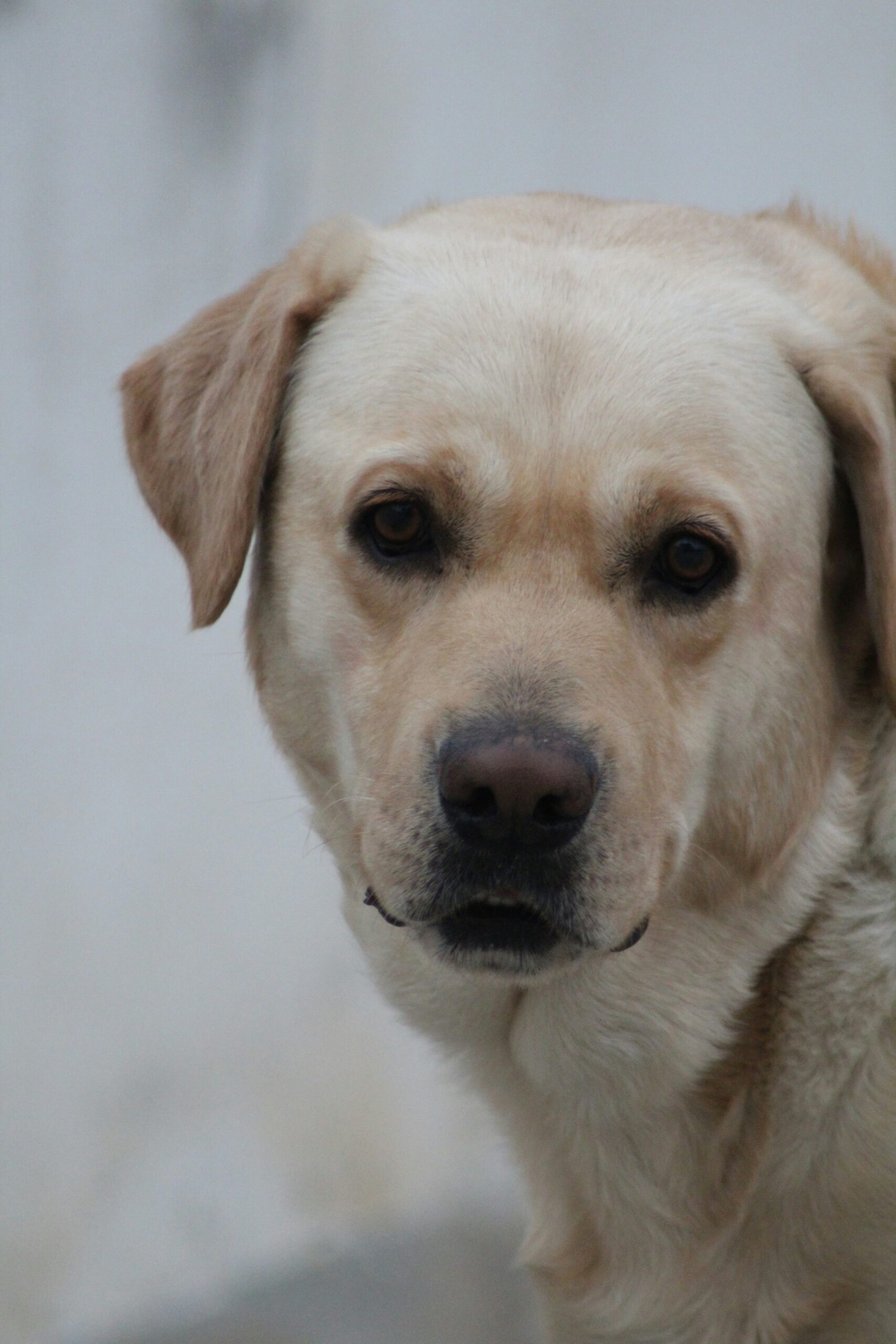 Close-up portrait of an adult yellow Labrador Retriever with soulful eyes.