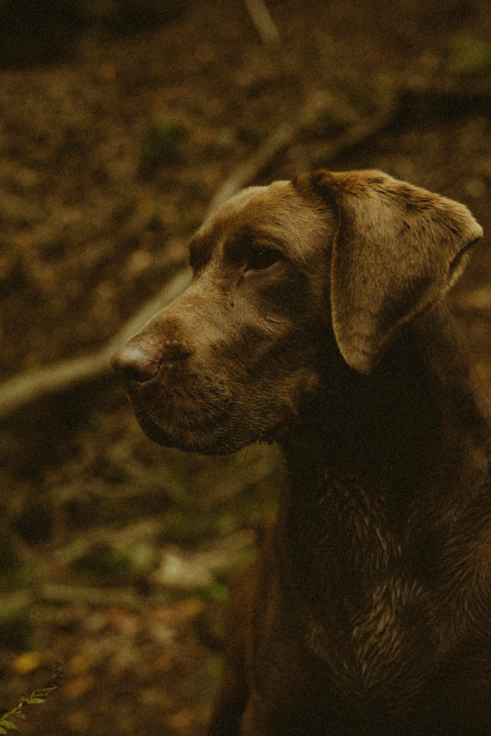 Chocolate Labrador Retriever with a serious expression standing in a forest.
