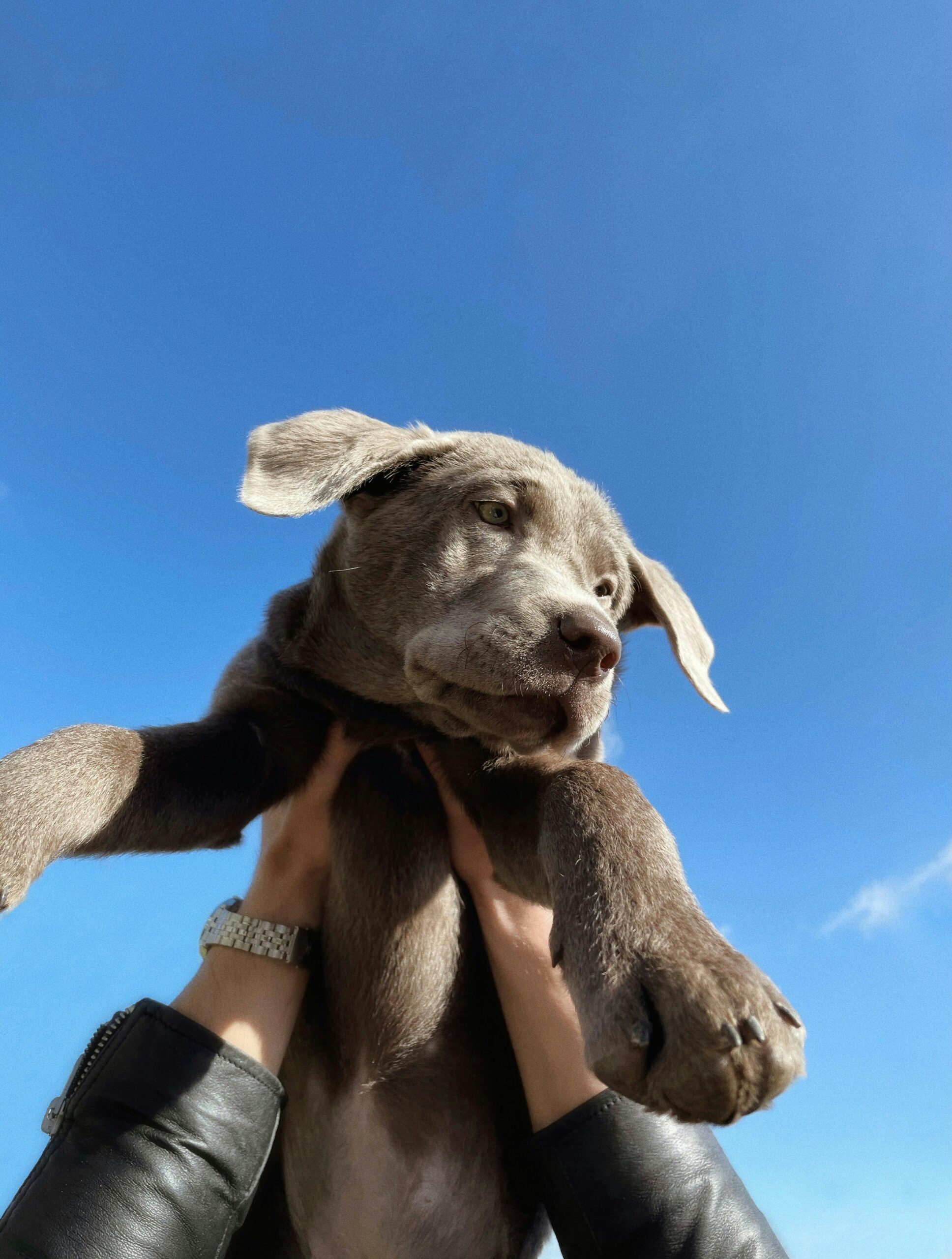 Playful silver Labrador Retriever puppy being lifted against a bright blue sky.