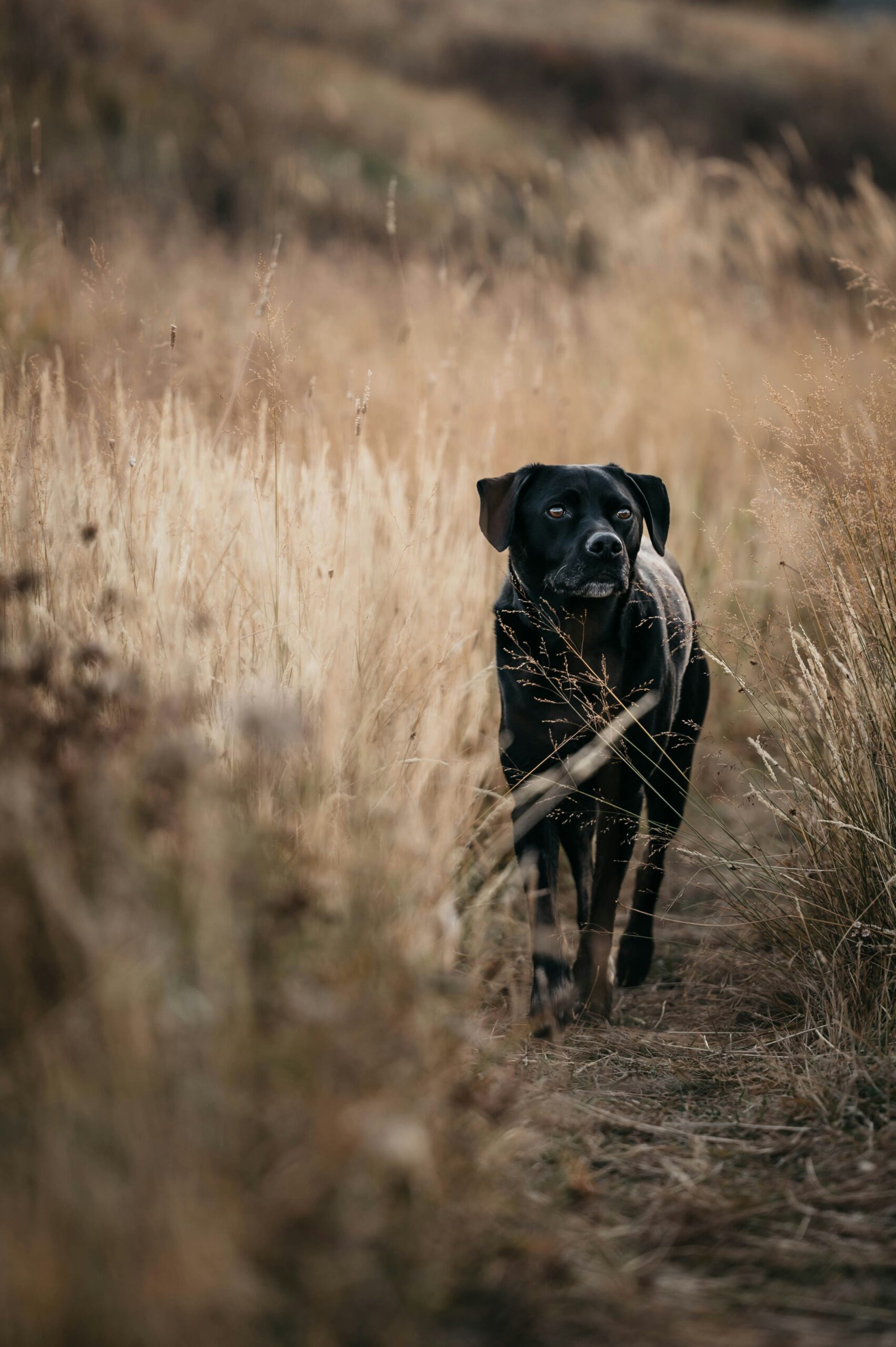 Black Labrador Retriever walking through tall dry grass in a field.