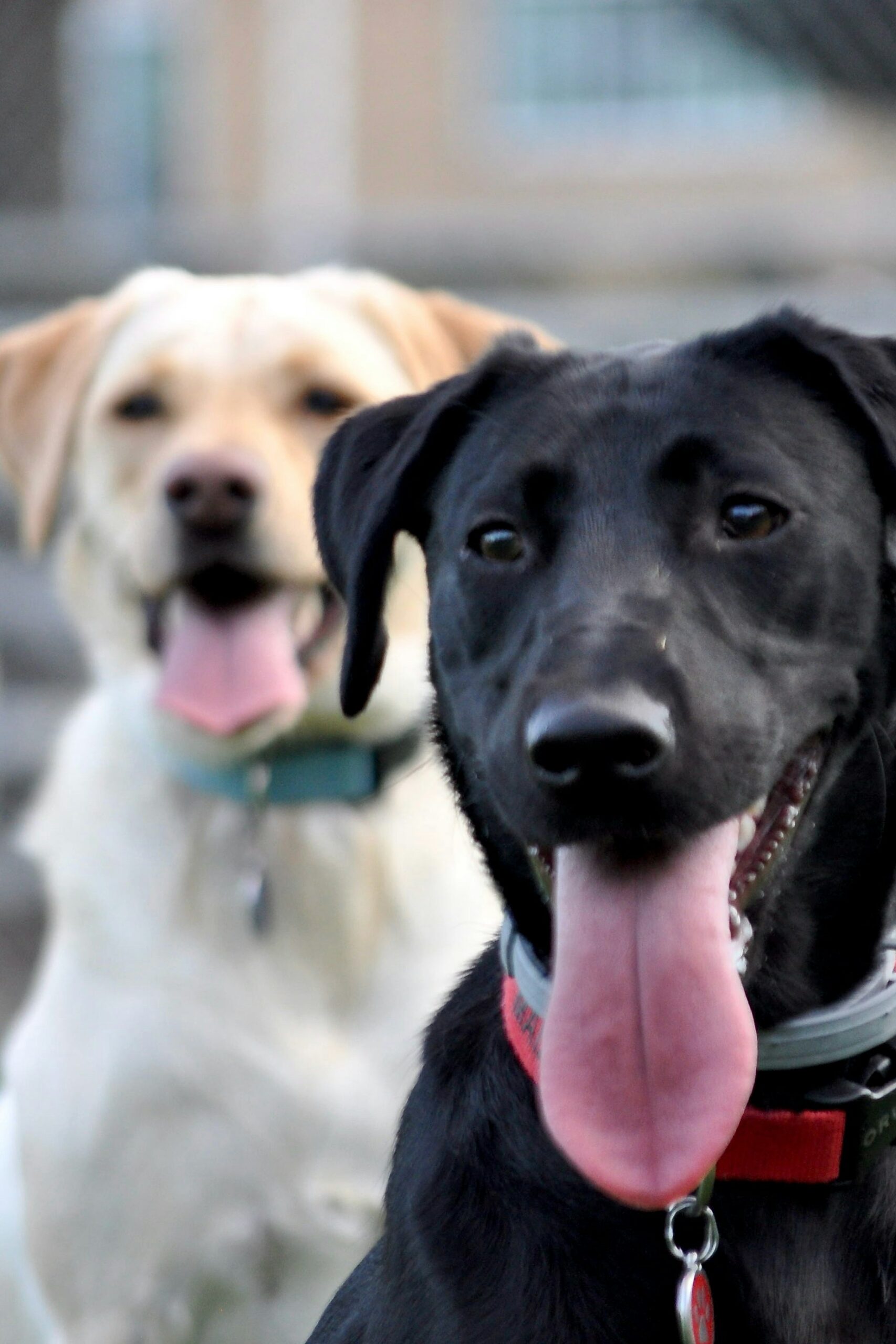 Two happy Labrador Retrievers, one black and one yellow, with tongues out and wearing collars.