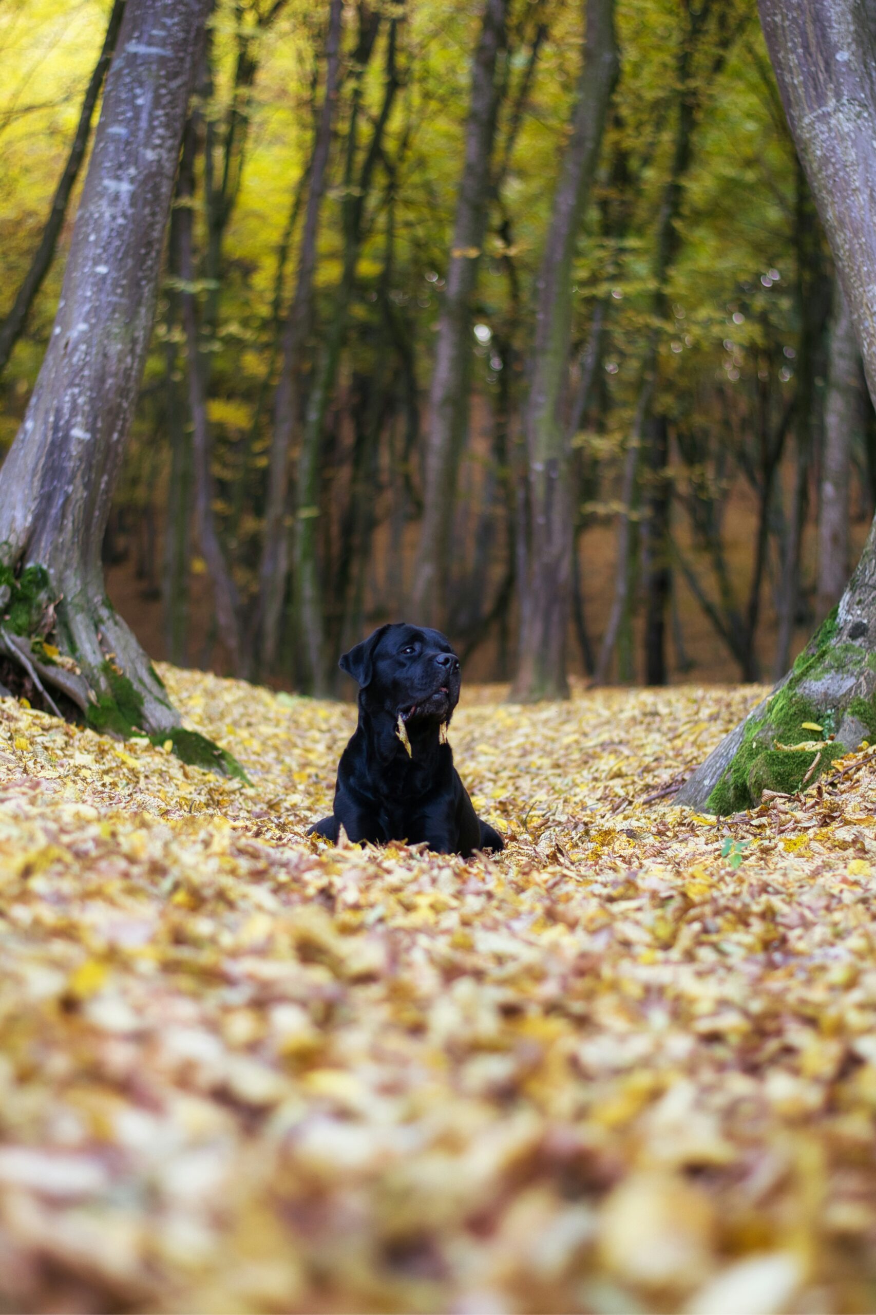 Black Labrador Retriever lying on a bed of golden autumn leaves in the forest.