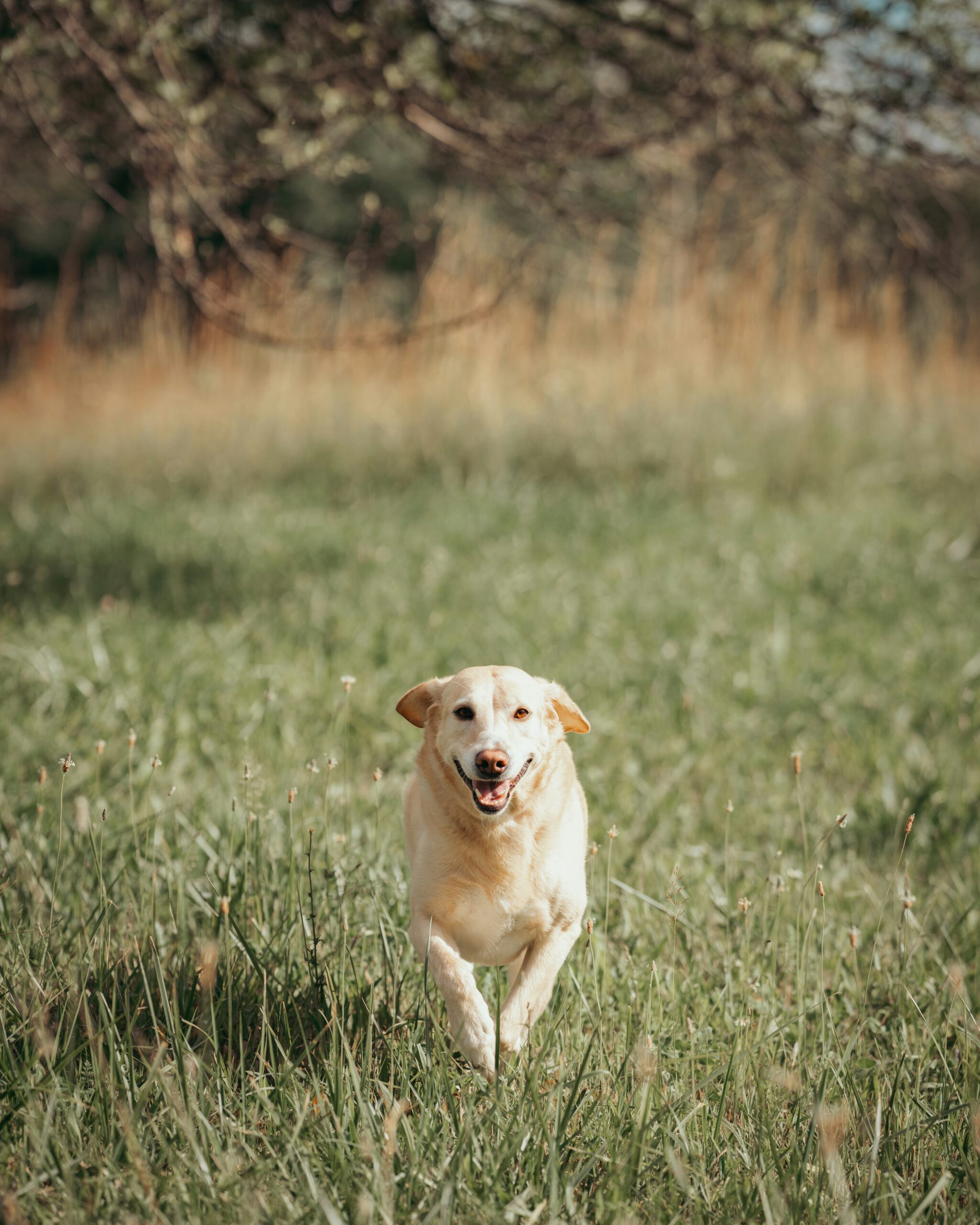 Yellow Labrador Retriever running towards the camera across a green grassy field.
