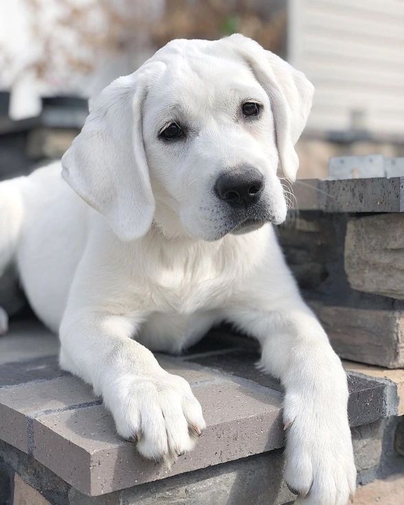 White Labrador Retriever puppy lying on stone steps outdoors