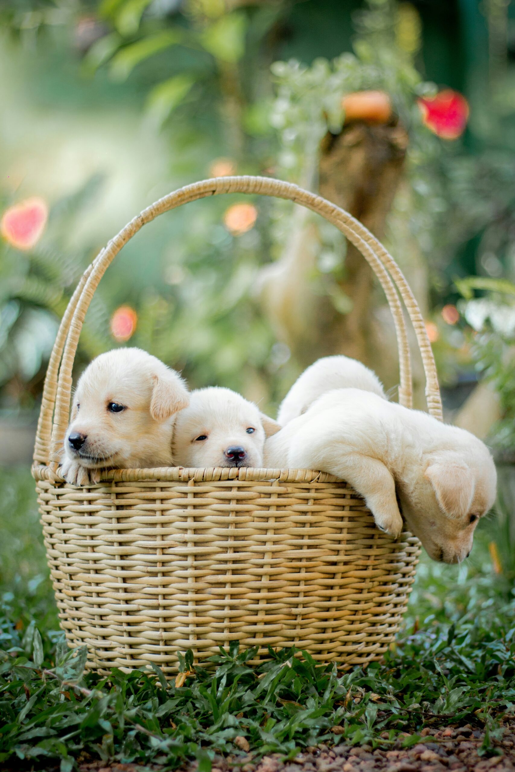 Three Labrador Retriever puppies cuddling in a wicker basket outdoors.