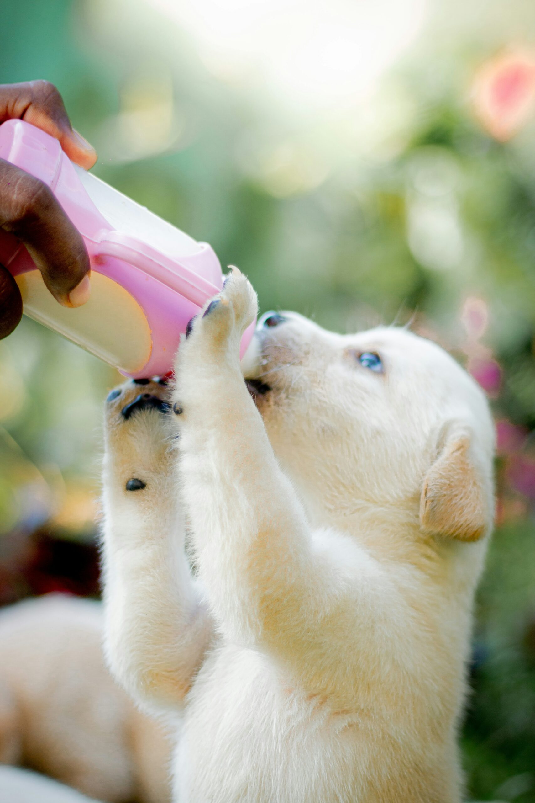 Labrador Retriever puppy drinking milk from a pink bottle outdoo