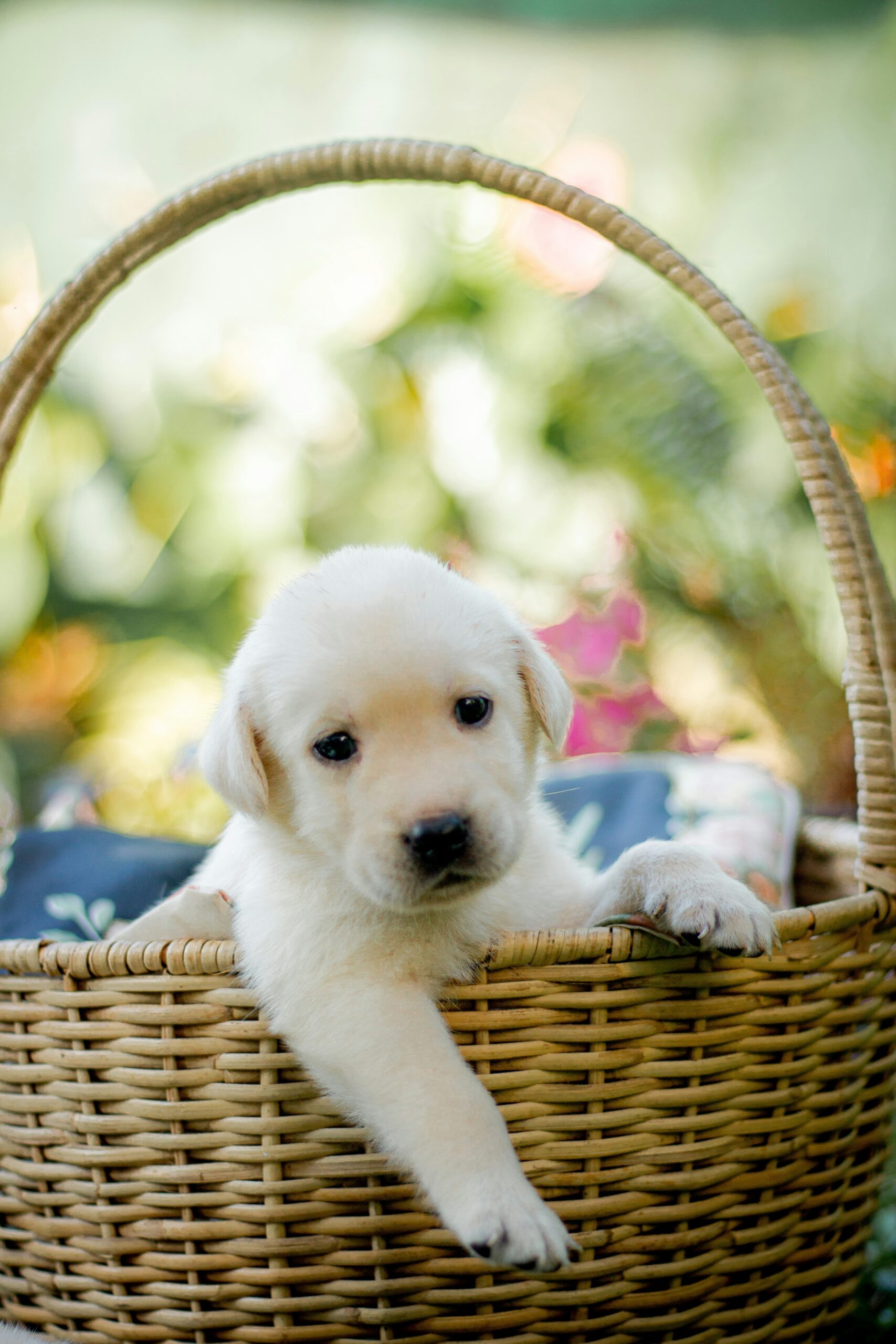 Cute Labrador Retriever puppy sitting alone in a wicker basket in the garden.