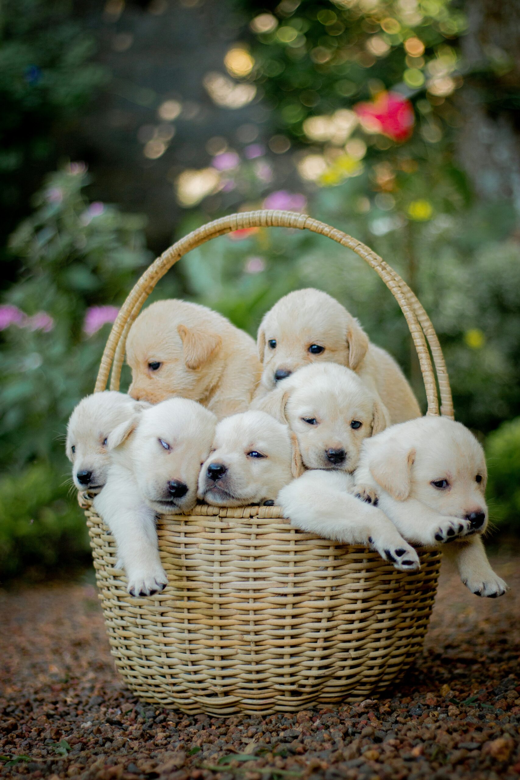 Group of seven Labrador Retriever puppies snuggled together in a large wicker basket.