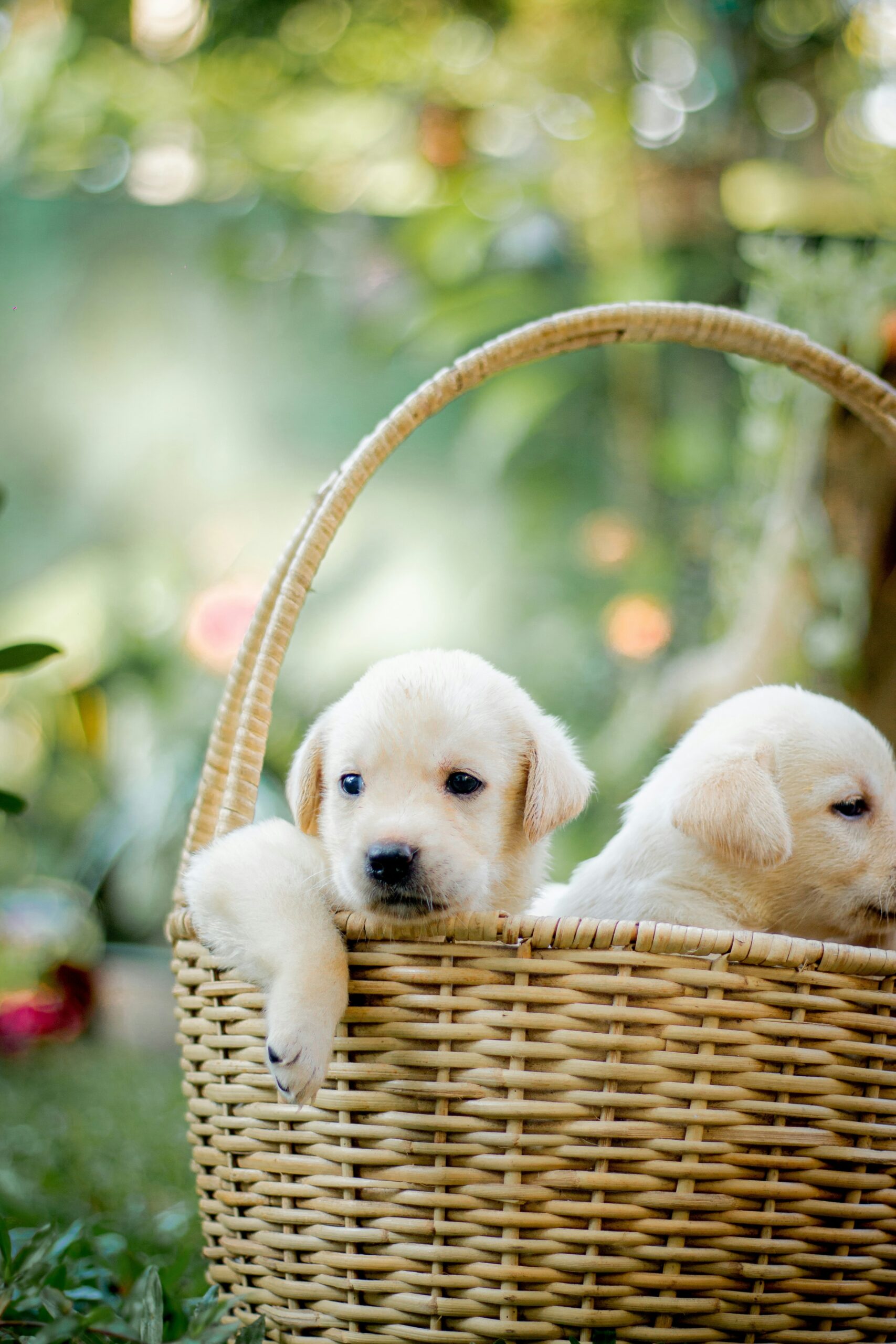 Adorable Labrador Retriever puppy resting in a wicker basket with blurred greenery.