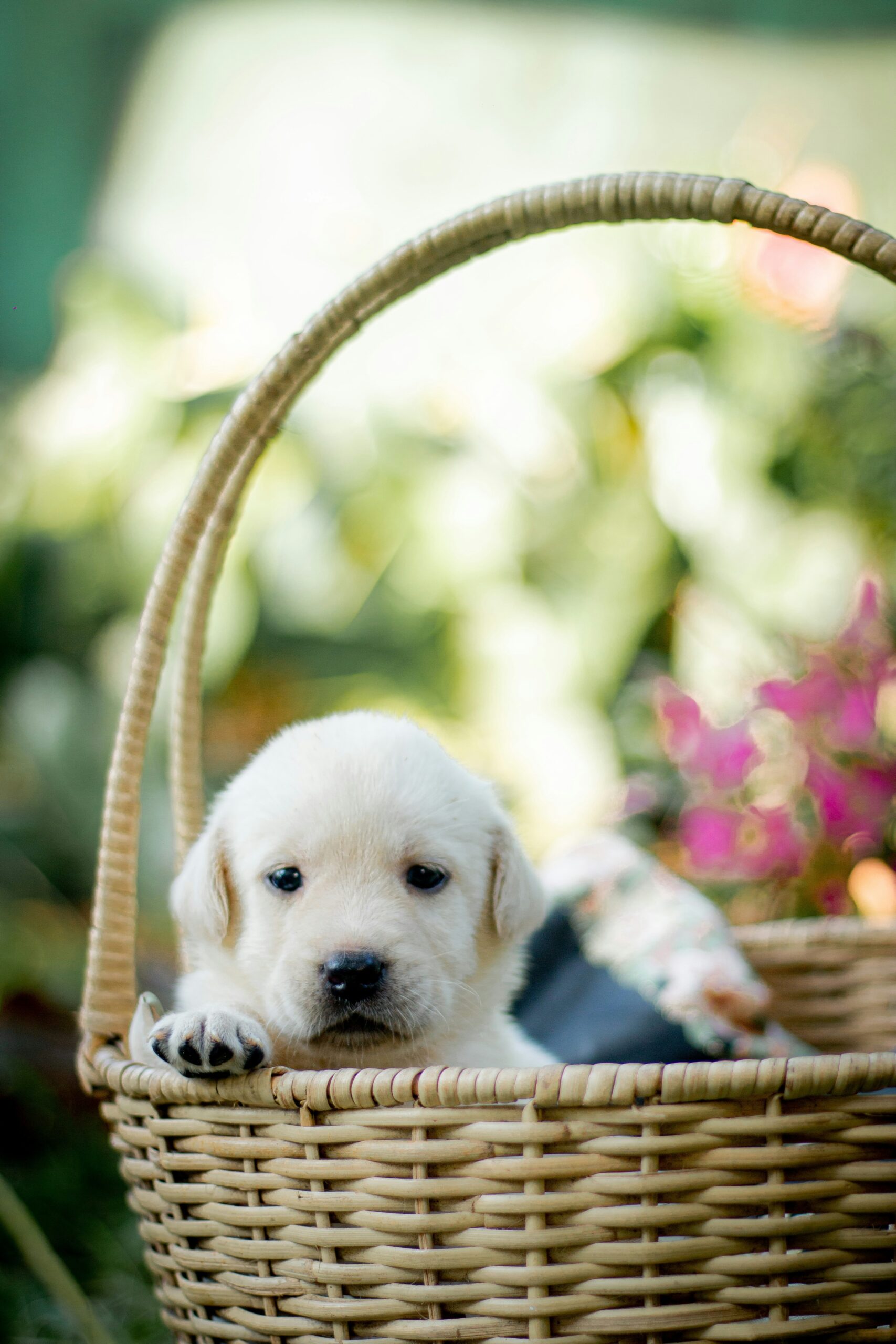 Single Labrador Retriever puppy looking out of a wicker basket in the garden.