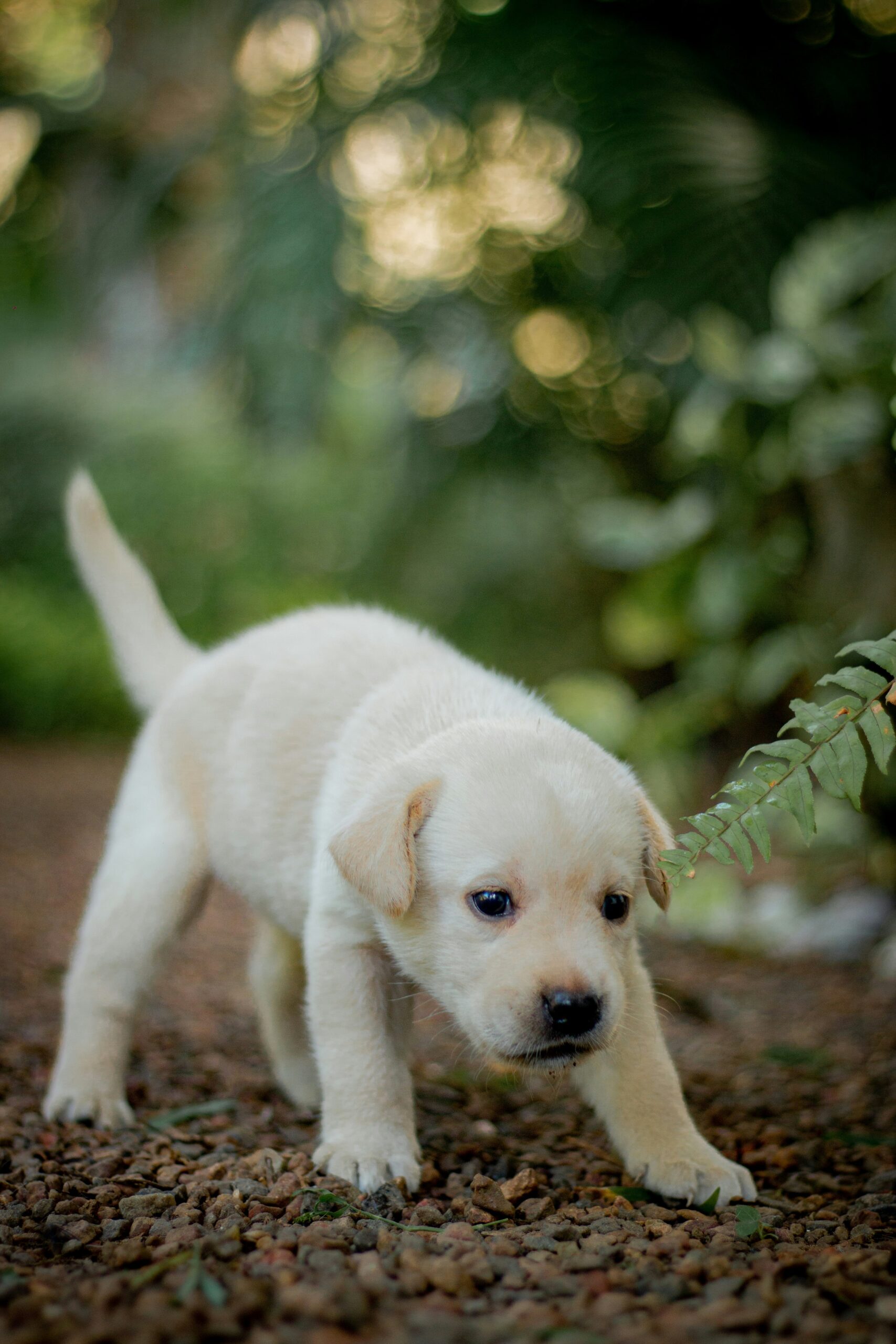 Curious Labrador Retriever puppy exploring a pebble path in the garden.