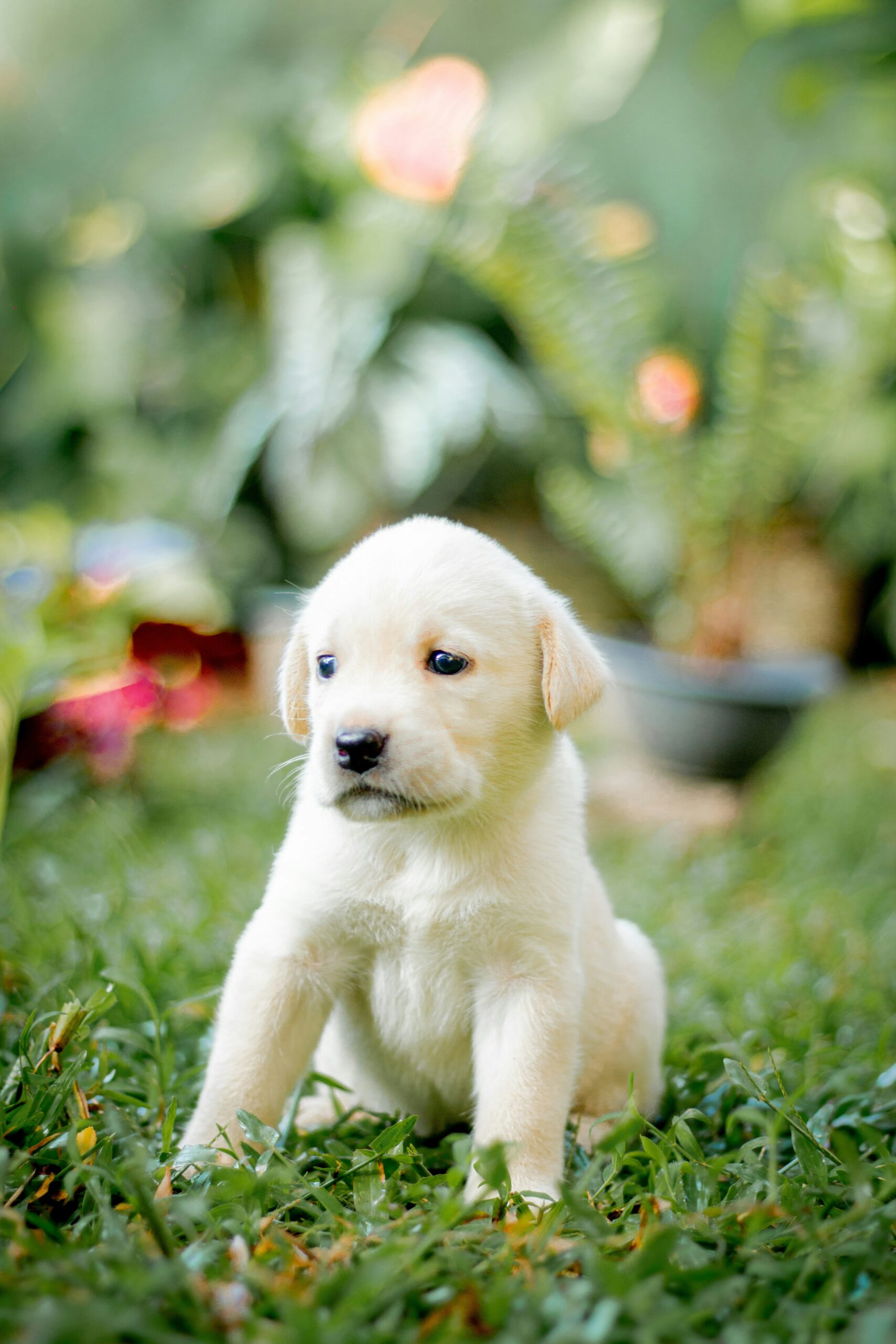 Labrador Retriever puppy sitting on green grass with a colorful garden backdrop.
