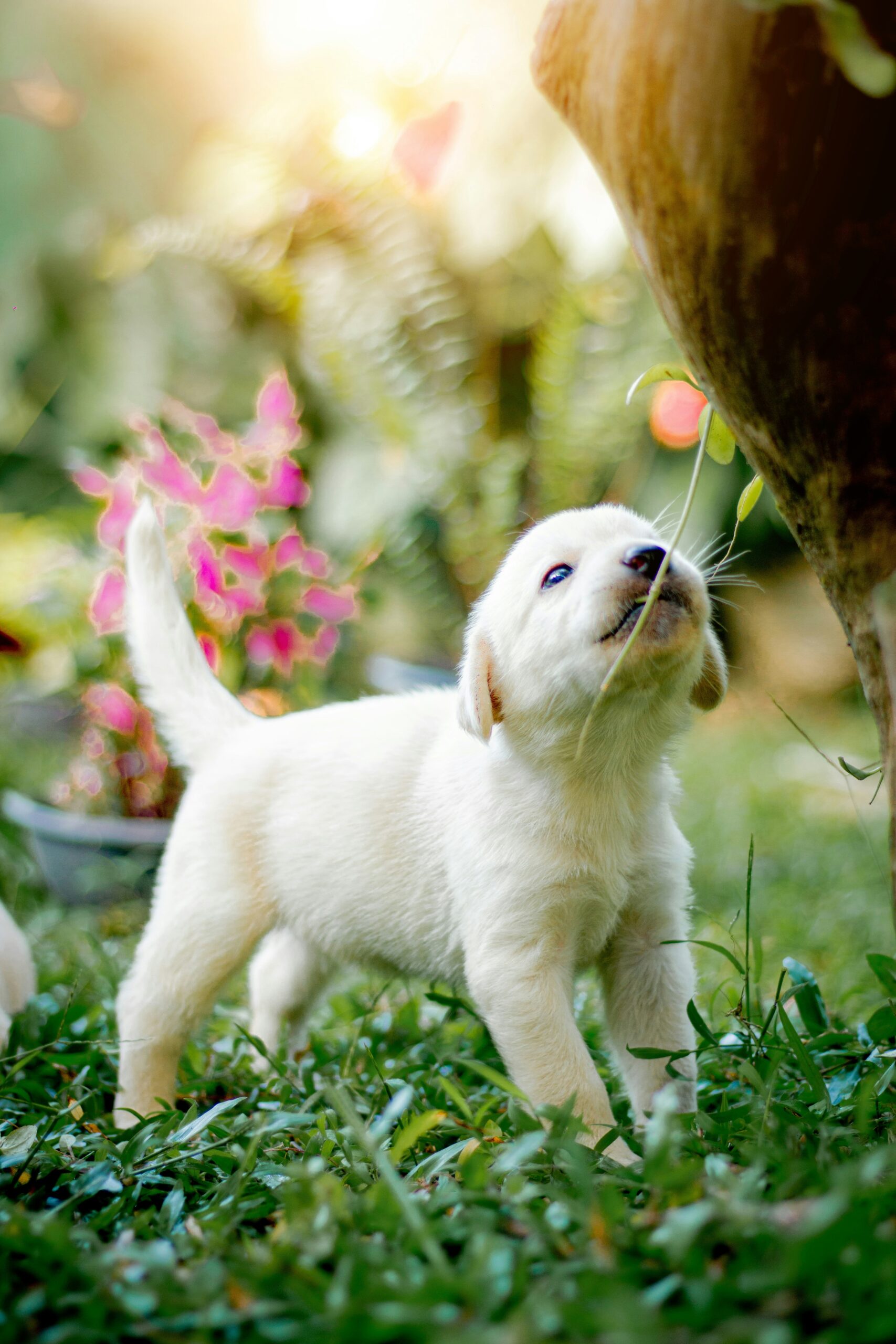 Playful Labrador Retriever puppy sniffing a plant in a sunny garden.