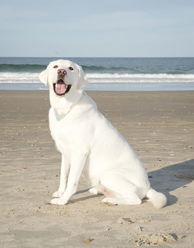 White Labrador Retriever sitting on the beach with ocean waves in the background